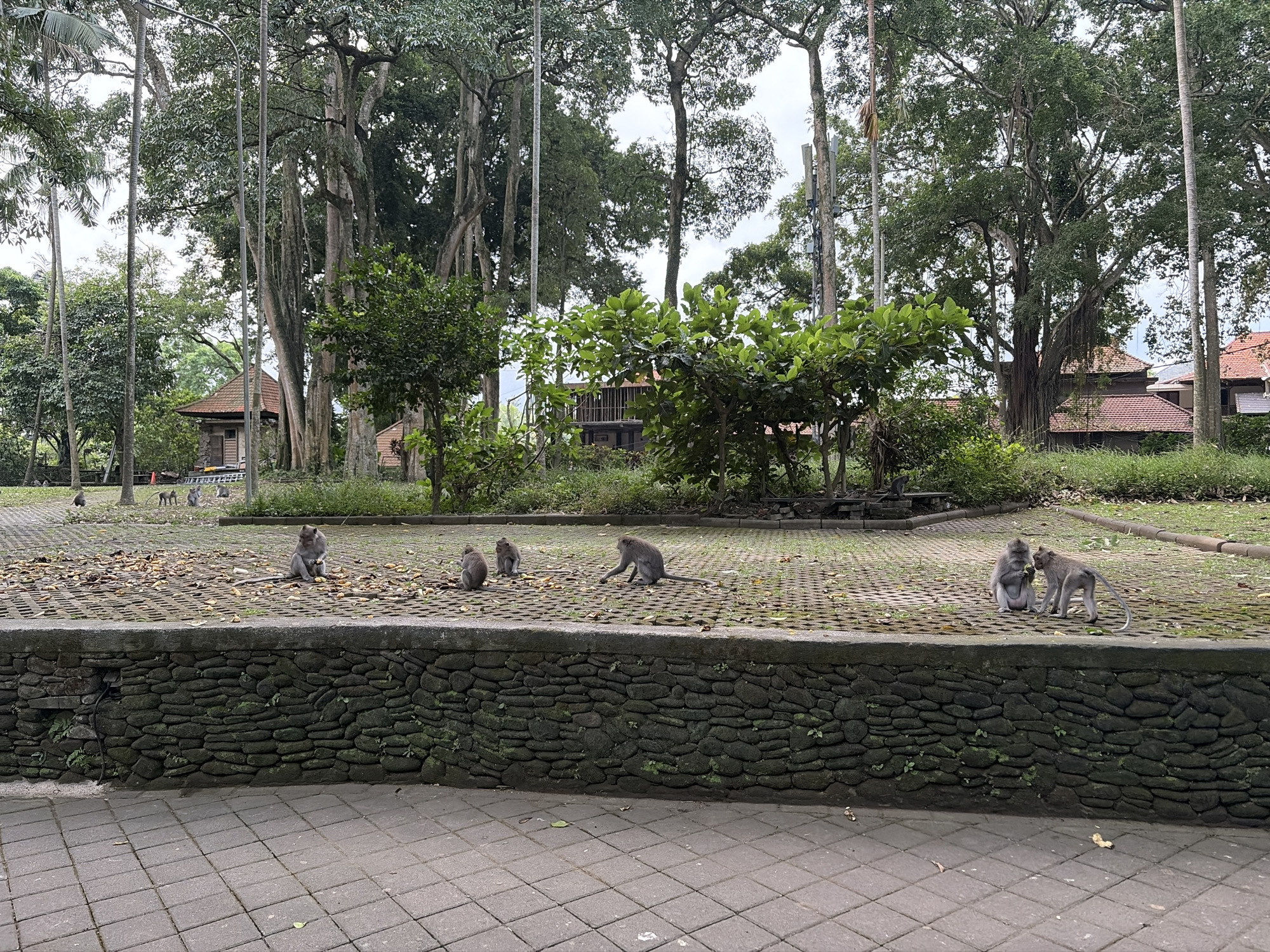 In the Ubud District, Indonesia, a paved walkway leads to a raised area paved with interlocking bricks. A low, rough-hewn stone wall separates the walkway from the raised area. Several macaques are visible on the raised brick surface, some sitting, others interacting. Scattered leaves and what appear to be pieces of fruit are present on the ground. In the background, large trees with abundant foliage dominate the scene, with glimpses of buildings with terracotta roofs visible through the trees. The sky is overcast.