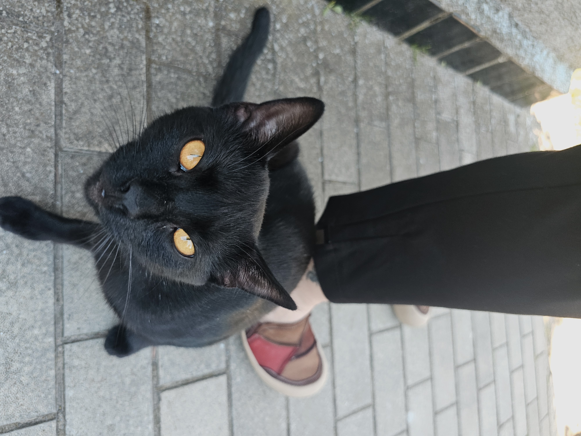 A black cat with bright orange eyes sits on a brick pathway, looking up at the camera. The cat is positioned in the foreground, with its head and upper body filling most of the frame. Behind the cat, a person's legs are visible, wearing black pants and multi-colored shoes. The person's left leg is bent, and their right foot is resting on the pathway. The pathway appears to be made of light gray bricks laid in a repeating pattern. The environment suggests an outdoor setting, possibly a street or walkway in Skadovsk, Ukraine, with hints of greenery along the edge of the pathway. The lighting indicates it is daytime, with shadows cast on the ground.