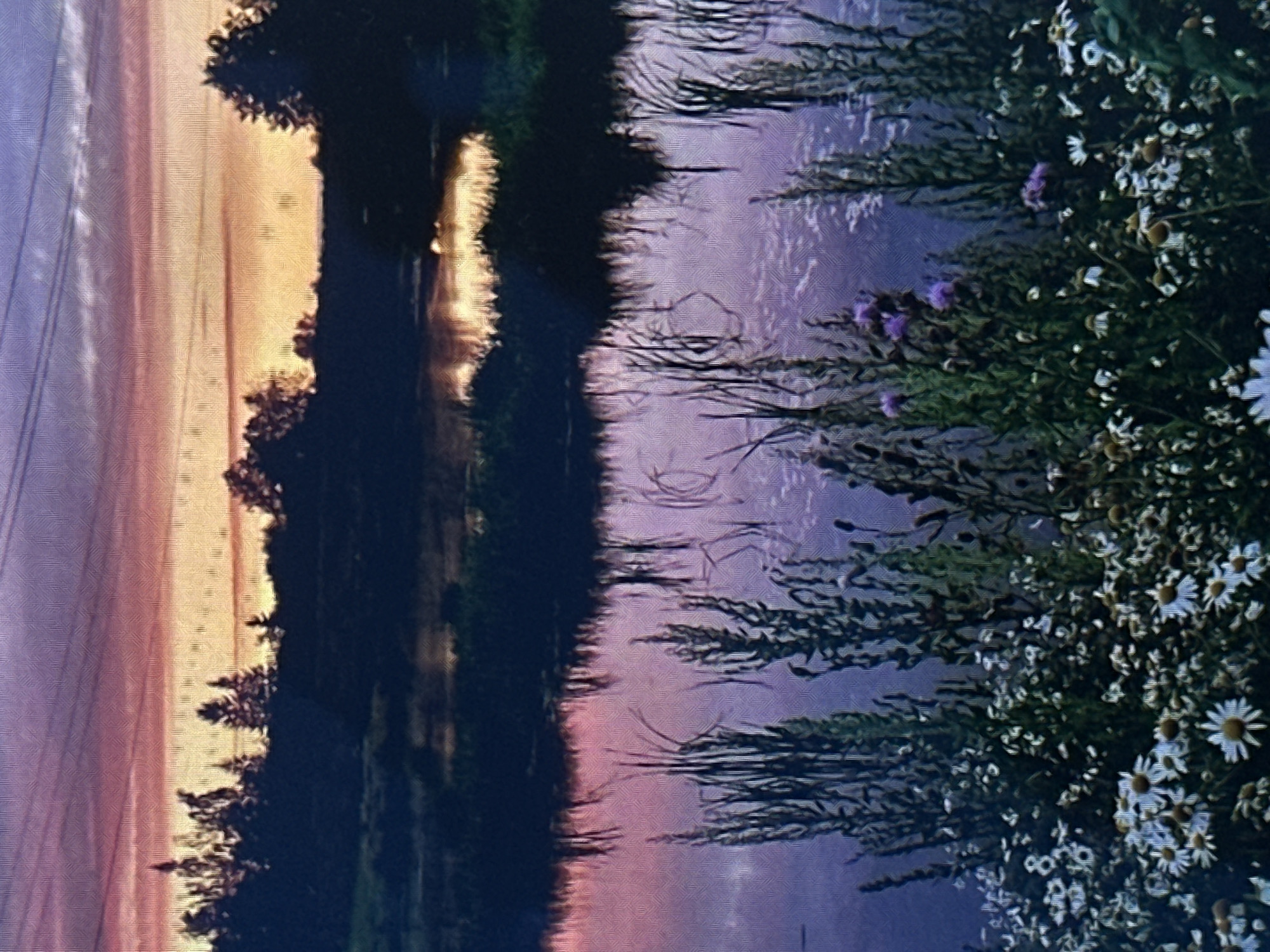 The image depicts a serene natural landscape at dusk. The sky transitions from a soft lavender and pink near the horizon to a deeper purple overhead, with thin, wispy clouds. A line of silhouetted trees forms a dark band across the middle ground, separating the sky from a body of water. The water reflects the colors of the sky and the trees, creating a muted, mirrored image. In the foreground, a dense cluster of wildflowers and tall grasses is visible. The wildflowers are primarily white with yellow centers, resembling daisies, and there are also some purple flowers interspersed among the greenery. The overall impression is one of peacefulness and natural beauty. The location is described as Unknown, Unknown, implying it is not a known city or identifiable place.