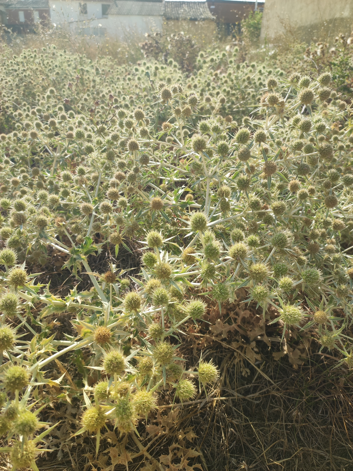 A dense, sunlit thicket of spiky, globe-shaped plants, likely Thistles, fills the foreground of the image, casting a network of shadows. These plants are predominantly green with hints of brown, their sharp, pointed leaves and seed heads creating a prickly texture. The background reveals buildings with light-colored walls and grey roofs, characteristic of a rural Spanish setting, specifically Autillo de Campos, Spain. Some of these structures appear aged or weathered. The ground beneath the plants is covered in dry, brown grass and debris, indicating a natural, possibly arid environment. The lighting suggests it is daytime, with the sun illuminating the scene and creating lens flare effects. There are no people or animals visible in the image.