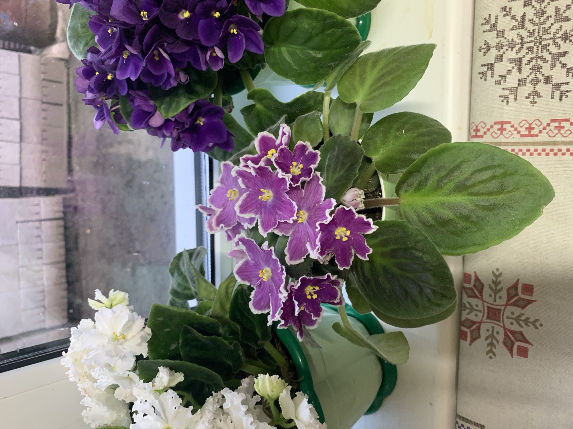 This media file features a close-up, top-down view of several potted African violet plants, likely situated on a windowsill in Yamаnovo, Russia. The plants display a variety of blooms and foliage. One plant showcases deep purple flowers with vibrant yellow centers. Another plant features striking violet flowers with white, ruffled edges, also with yellow centers. A third plant displays clusters of delicate white flowers. The plants have lush, green, velvety leaves.
The scene is set indoors, with a window to the left reflecting a blurred, gridded pattern, possibly from blinds or a textured glass. To the right, a textile with a repeating folk-art pattern of snowflakes and geometric borders is visible, suggesting a decorative element in the room. The lighting appears to be natural, coming from the window, indicating it is daytime. There are no people or specific activities depicted, the focus is solely on the flora. The overall impression is one of domestic tranquility and natural beauty. No visible text is present in the image.