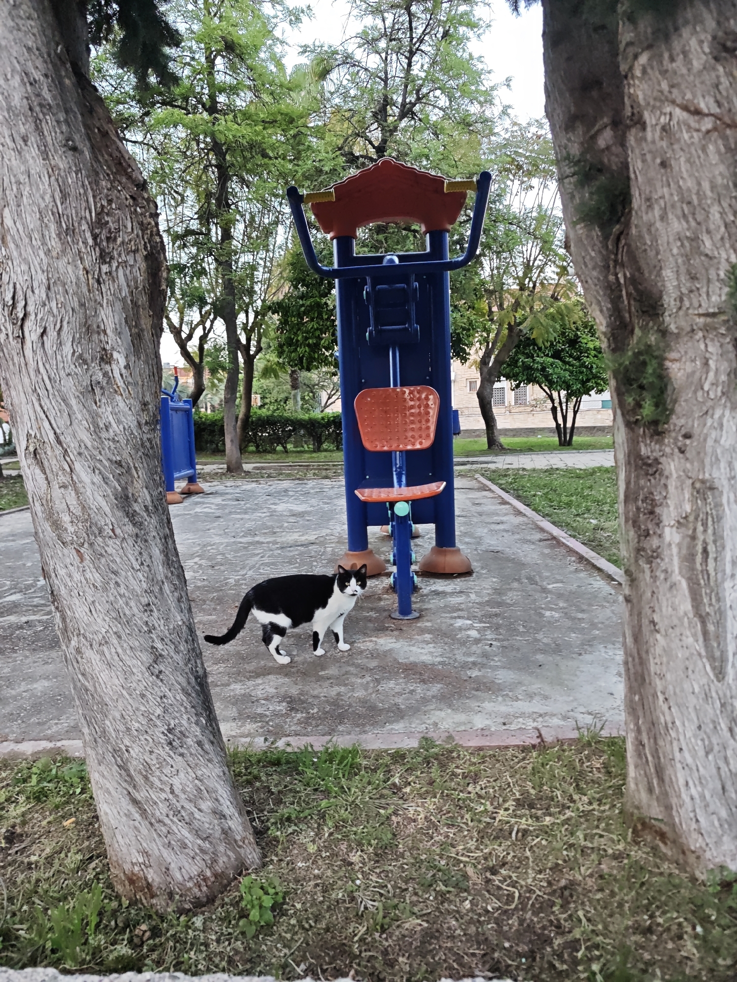 The image shows a black and white cat standing in front of a blue and orange outdoor exercise machine. The location appears to be a park in Kemer, Turkey, as evidenced by the type of exercise equipment and the general landscape. The cat is facing the viewer. The exercise machine is located on a concrete slab, with grass and trees visible in the background. Two trees frame the scene on either side.