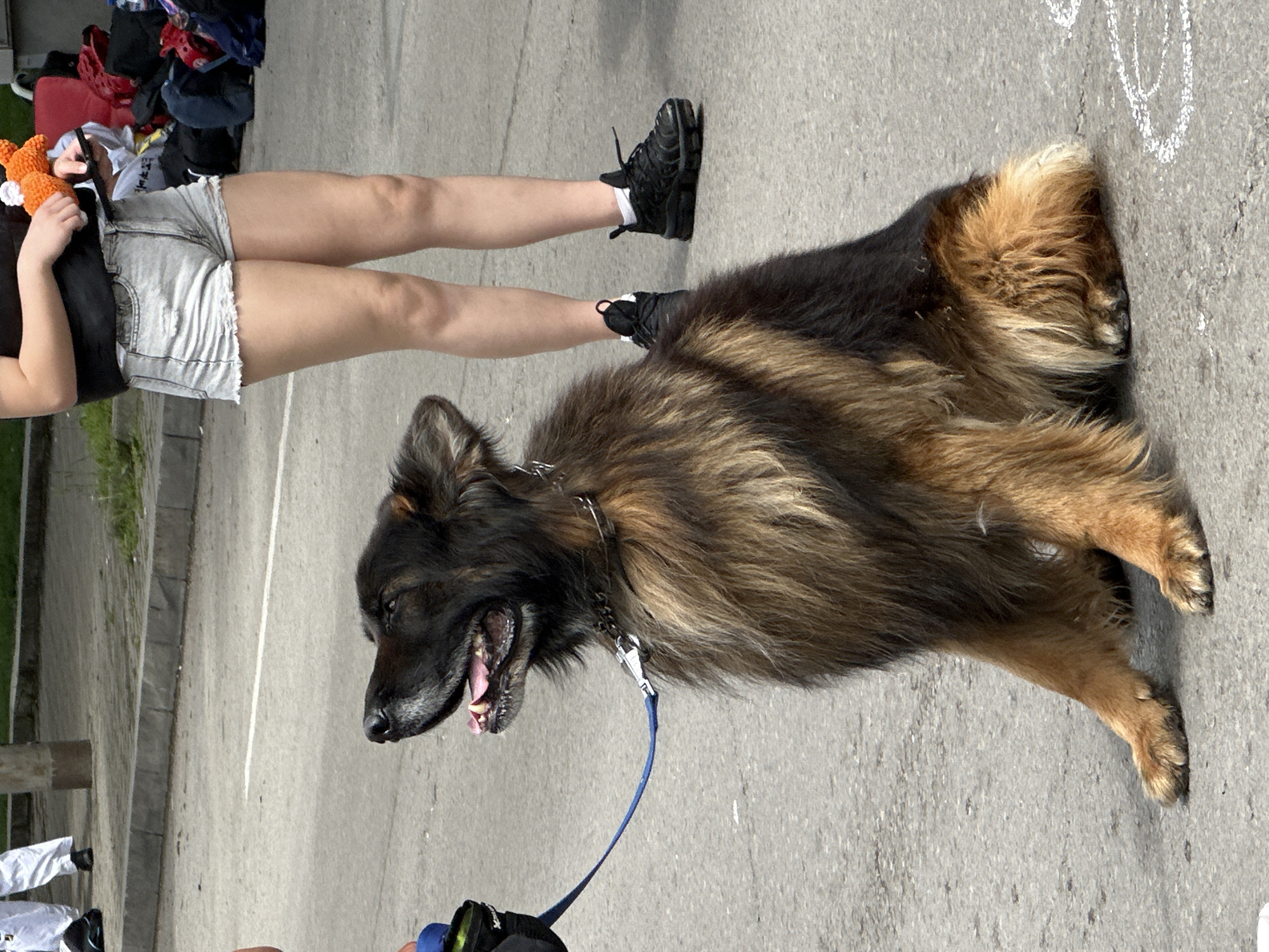 A medium shot shows a long-haired German Shepherd lying down on a grey concrete surface, with a person standing beside it. The dog is mostly black with brown and tan highlights in its fur, particularly around its legs and tail. It has a blue leash attached to a chain collar. The person has fair skin, wearing grey denim shorts, a black shirt, and black shoes with white socks. They are holding an orange crocheted object. In the background, there is a pile of bags and clothing, as well as a concrete wall and curb. The location is an urban environment, likely in the city of Varna, Bulgaria. There is some white chalk visible on the concrete.