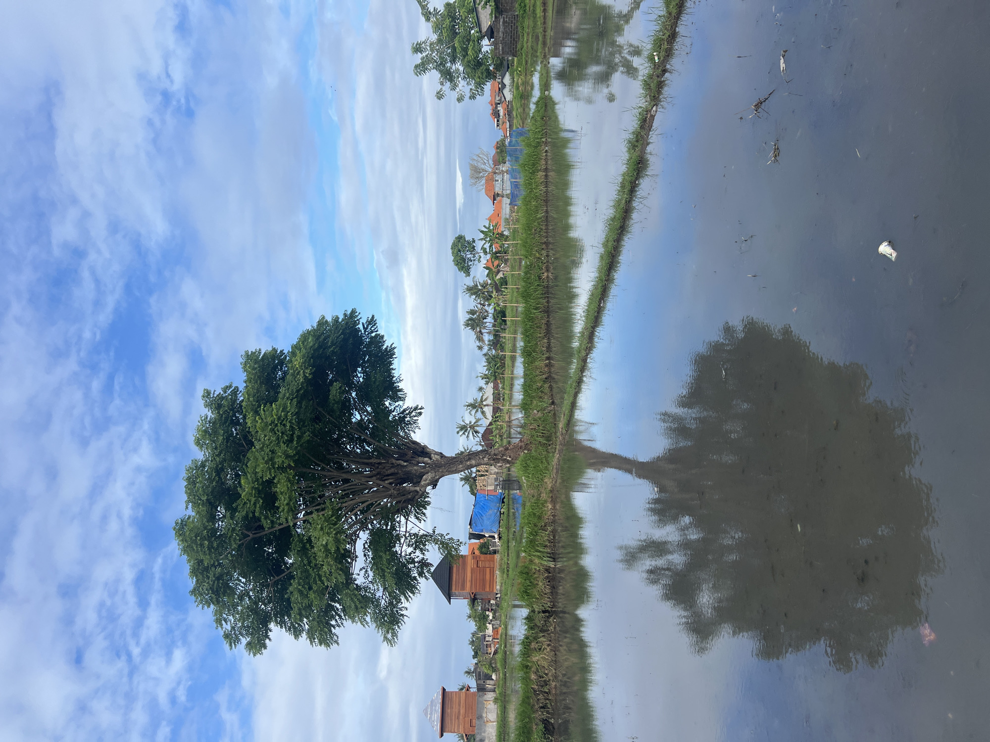 The image captures a landscape scene in Sukawati, Indonesia. A large, mature tree with dense green foliage dominates the left side of the frame, reflected in the still, murky water of a rice paddy field. The sky above is partly cloudy, with patches of blue visible between the white clouds.
In the background, glimpses of a residential area are seen with houses with red-tiled roofs and some palm trees. The rice paddy field is separated by narrow strips of land with grass. There are also two small wooden structures with pointed roofs and blue tarp visible.
The water in the rice paddy reflects the sky, the tree, and the structures along the edge of the field, creating a mirrored effect. Debris and some unidentified objects float on the surface of the water.