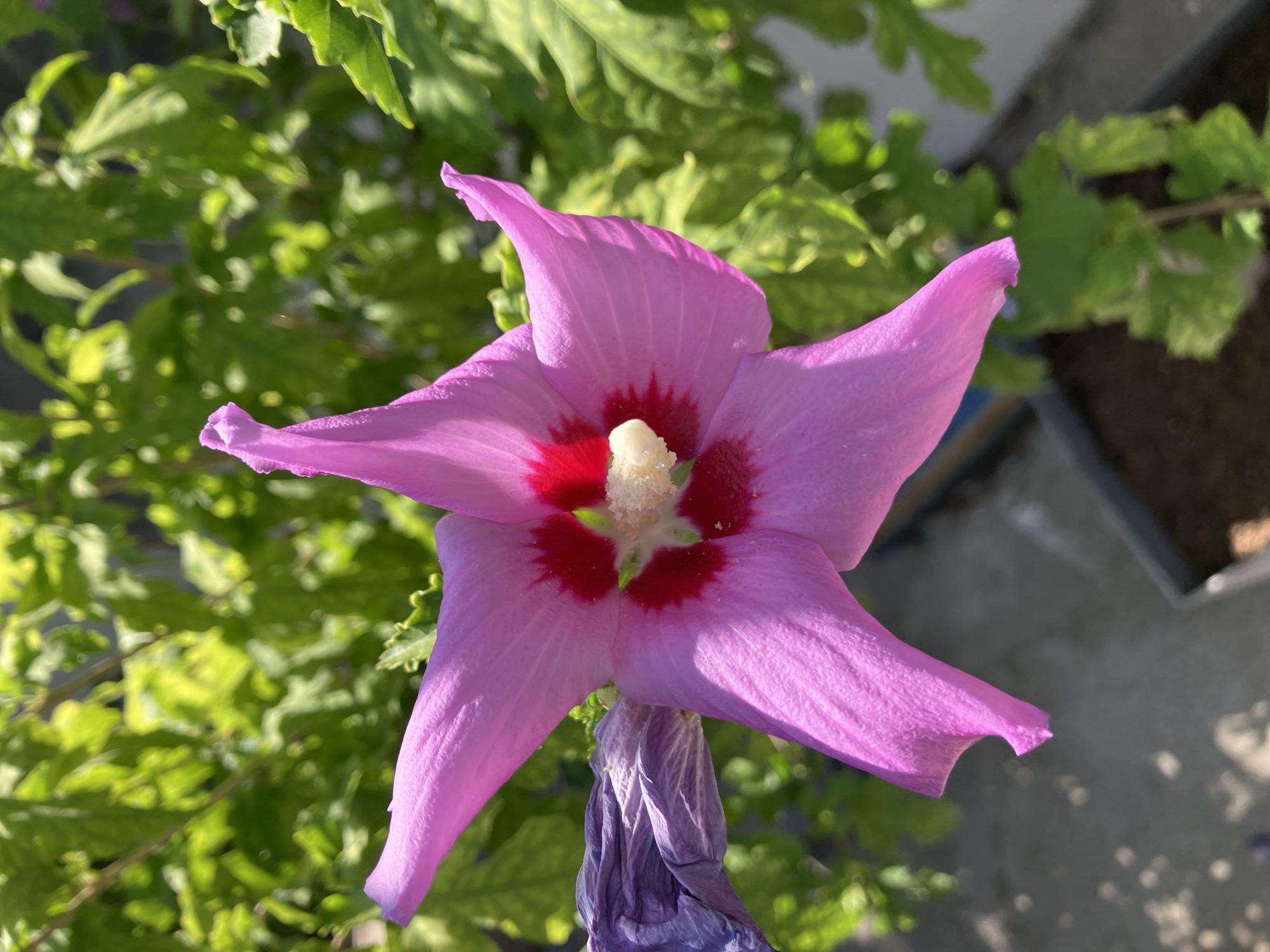The image is a close-up shot of a single, vibrant pink hibiscus flower with a red center, blooming outdoors. The flower's petals are delicate and slightly ruffled, with prominent veins. In the background, lush green foliage provides a soft bokeh effect, indicating a natural or garden setting. A wilted, purplish-blue bud is visible on the left side of the frame, contrasting with the fresh bloom. The foreground shows a greyish surface, possibly a patio or pavement, with scattered sunlight creating light spots. The overall impression is one of natural beauty captured on a sunny day. There are no people or discernible urban structures that would specifically place this scene in Shymkent, Kazakhstan, or any other city.