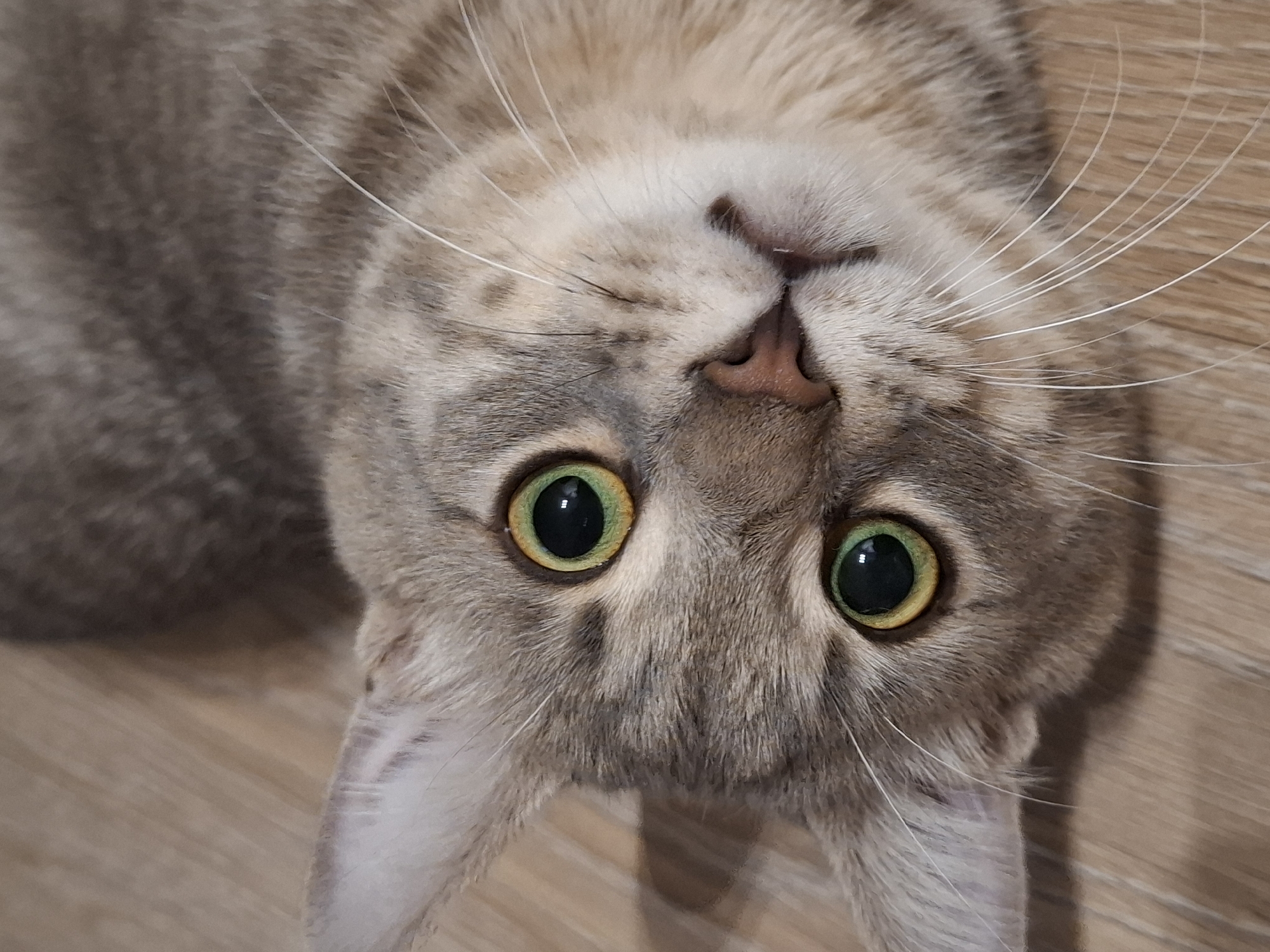 This is a close-up, low-angle portrait of a gray tabby cat lying on a wooden floor. The cat's head is tilted to the side, and its large, green eyes are looking directly at the camera. The cat's fur is short and tabby-patterned, with darker stripes on a lighter gray background. The background is a plain wooden floor with a visible wood grain. There are no people or other objects in the image. The scene appears to be indoors. The image does not contain information that would allow for localization in Zemun Urban Municipality, Serbia.
