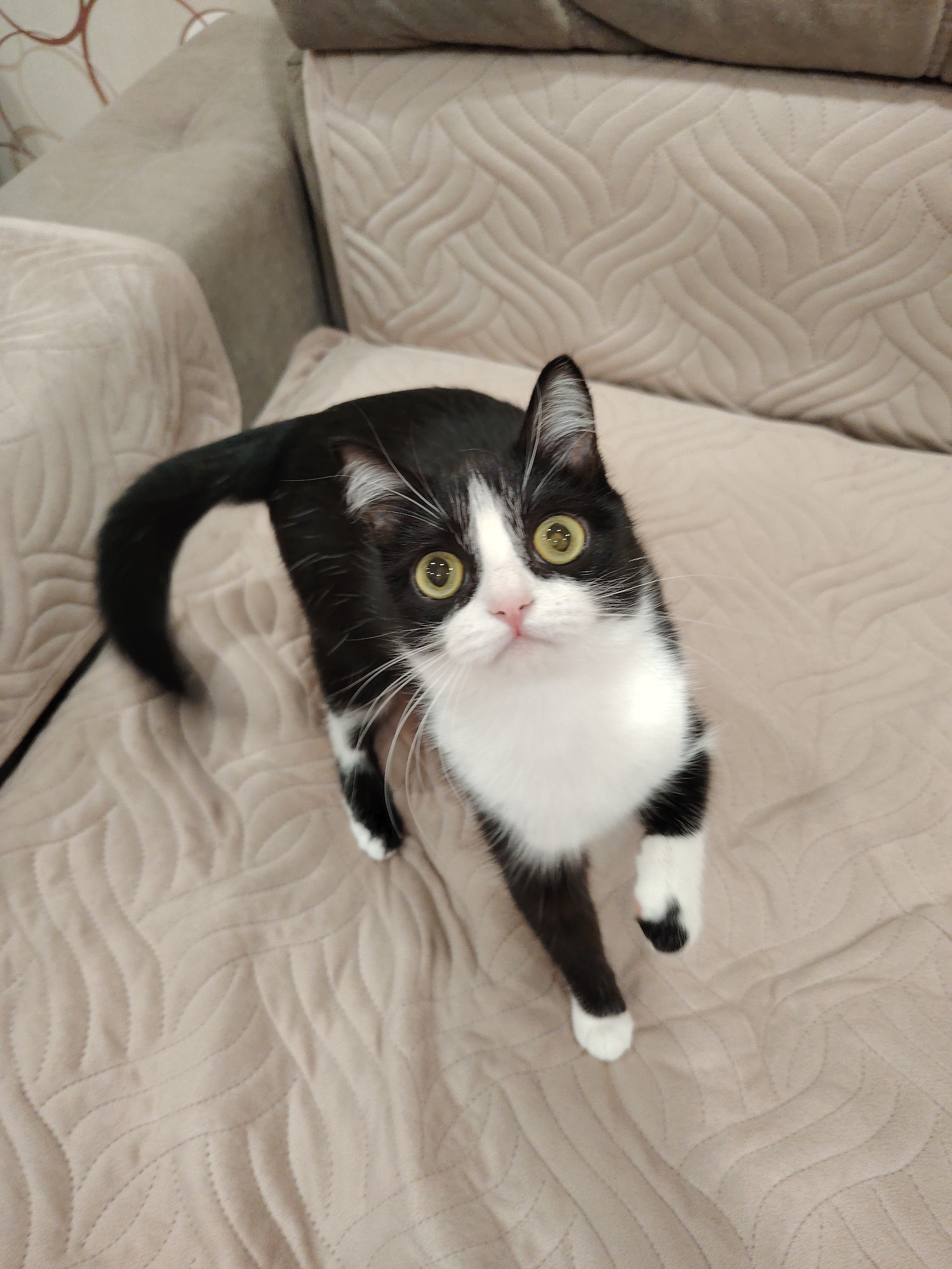 A tuxedo cat is standing on a beige quilted sofa. The cat has black fur on its back, head, and tail, with a white chest and white paws. It is looking up at the camera with wide, yellow-green eyes. The sofa is textured with a wave-like pattern and there is a similar sofa cushion behind the cat. The location is unknown.