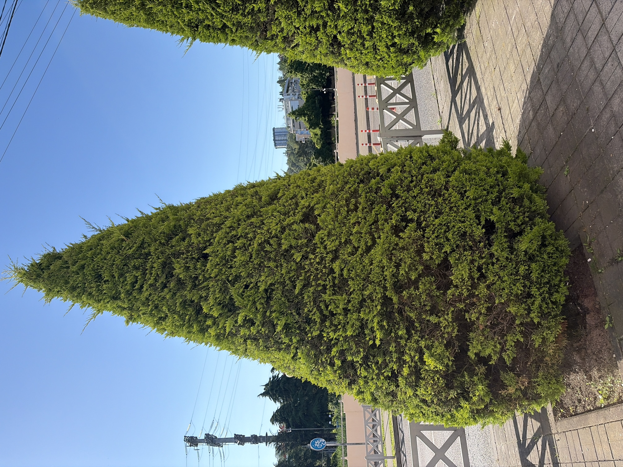 This image depicts an outdoor urban scene in Sochi, Russia, characterized by lush greenery and public infrastructure under a clear blue sky. The primary subjects are two large, dense evergreen hedges, likely cypress or Thuja, which frame the view. These hedges are well-trimmed into conical or pyramidal shapes and appear to line a pathway.
The scene includes a paved sidewalk or pathway composed of concrete blocks and gravel. In the midground, a light-colored wooden fence or barrier featuring an 'X' pattern casts long shadows across the ground, indicating bright sunlight, likely during the morning or late afternoon. Behind this fence, several red and white striped bollards or traffic cones are visible.
The background showcases an urban landscape with multiple modern buildings, possibly apartment complexes, interspersed among trees. Overhead, power lines with electrical insulators and utility poles are prominent against the unblemished blue sky. A blue circular sign with a white bicycle symbol, suggesting a bike path or allowed cycling, is partially visible on the left side of the image, behind one of the hedges.
No people or specific activities are present in the static scene. The weather is sunny and clear, with no clouds. The overall impression is of a well-maintained public space within a city environment.