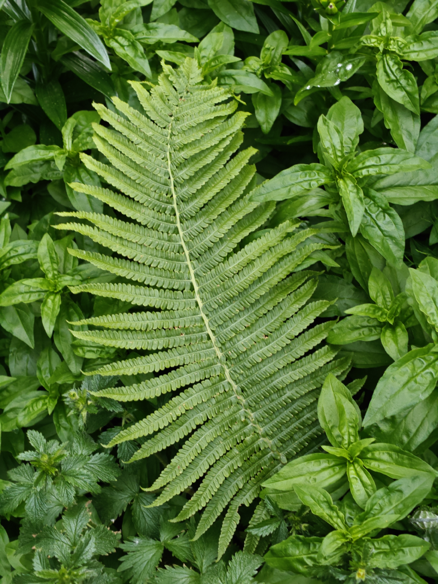 The image is a close-up, top-down view of various green plants, dominated by a large fern frond positioned diagonally across the center. The fern frond is vibrant green with a serrated edge and a prominent central stem. It is surrounded by other lush green foliage, including smaller, broader leaves and some finer, more intricate plants. There are no people, animals, or man-made objects visible in the image. The environment appears to be a natural outdoor setting, likely a garden or a wooded area. The lighting suggests it is daytime, with soft illumination that highlights the textures of the leaves. The image does not provide any specific information that would allow for pinpointing a location within the city of Saint Petersburg, Russia.