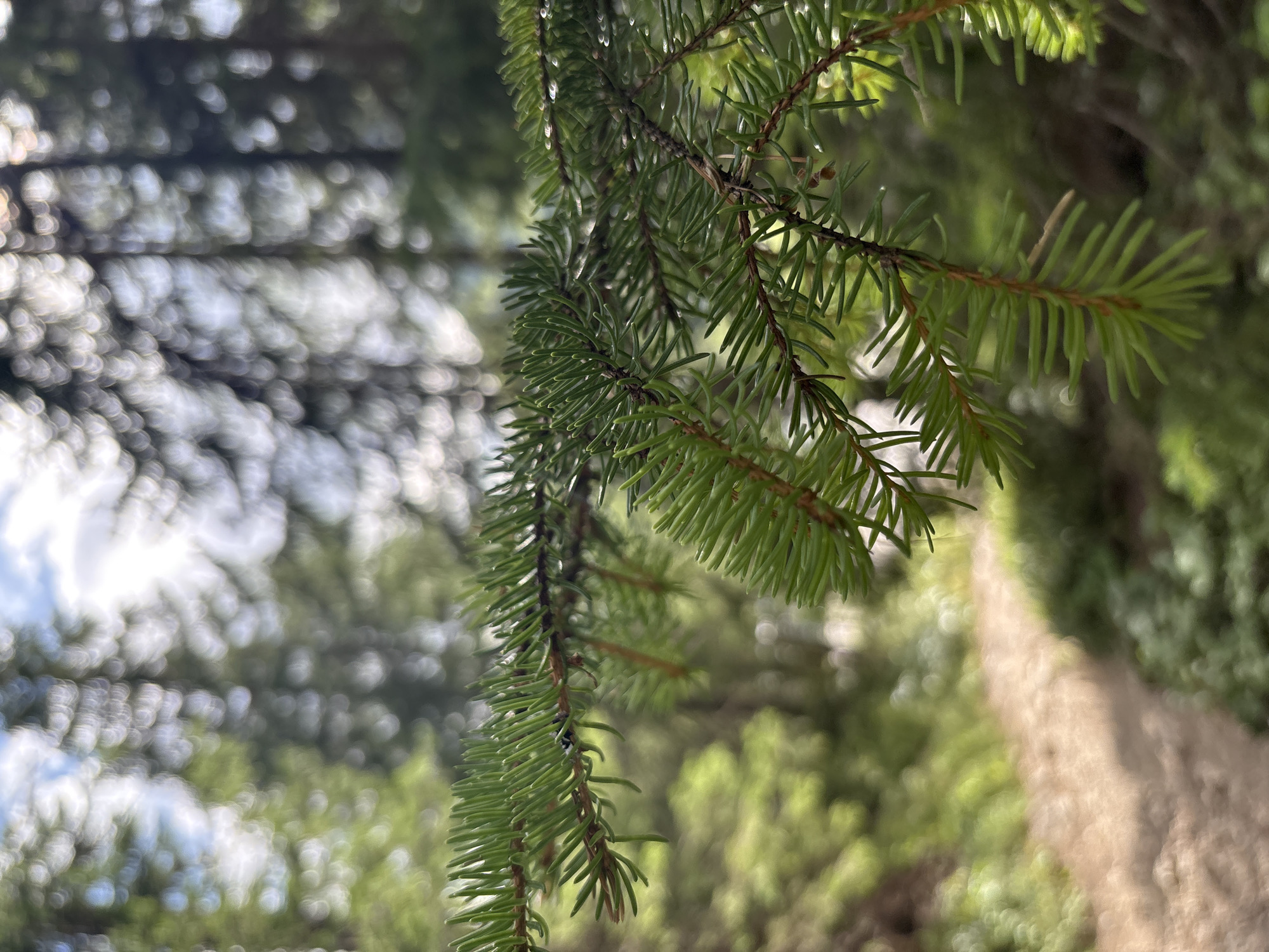 A close-up shot focuses on a pine branch, with its needles sharp and green, extending across the frame. The branch is in focus, with individual needles clearly visible. In the background, the forest is blurred, creating a bokeh effect. A sunlit path, likely in a mountainous region, meanders through the trees. The scene appears to be located in a natural environment, possibly within or near Auronzo di Cadore, Italy, a town known for its stunning Dolomite landscapes. No people or specific actions are depicted. The environment is dominated by lush greenery and sunlight filtering through the trees.