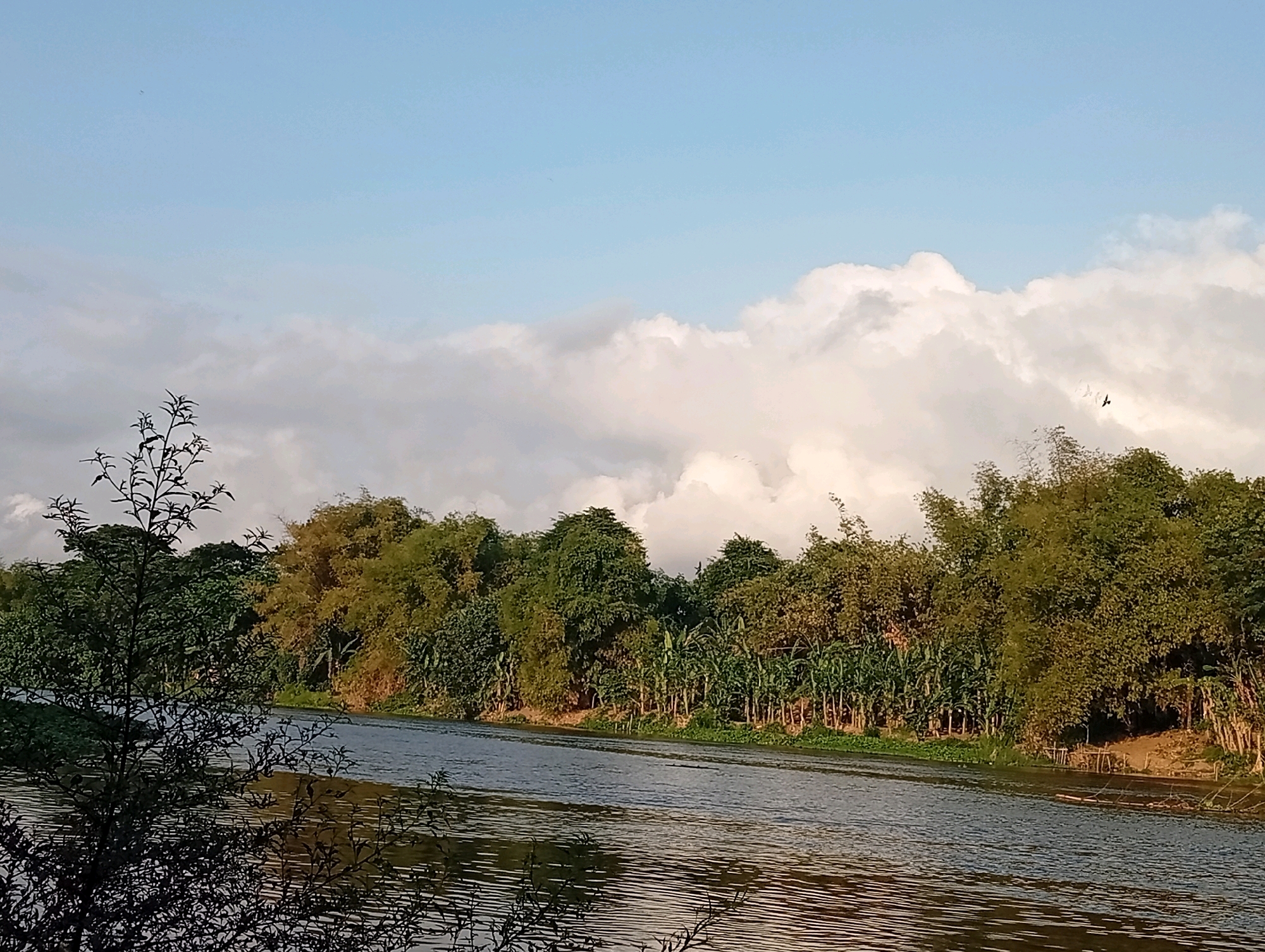 The image depicts a serene river scene in Kediri City, Indonesia. The river, with its rippling surface reflecting the sky, flows gently through a lush green landscape. The banks are lined with a dense variety of trees, including bamboo and banana plants, creating a vibrant natural backdrop. In the foreground, a dark-leafed plant partially obscures the view of the river, adding depth to the composition. The sky above is a soft blue, dotted with large, fluffy white clouds that suggest fair weather. A single bird can be seen in flight against the clouds, adding a touch of movement to the tranquil scene. The overall impression is one of natural beauty and peacefulness, characteristic of the Indonesian countryside.