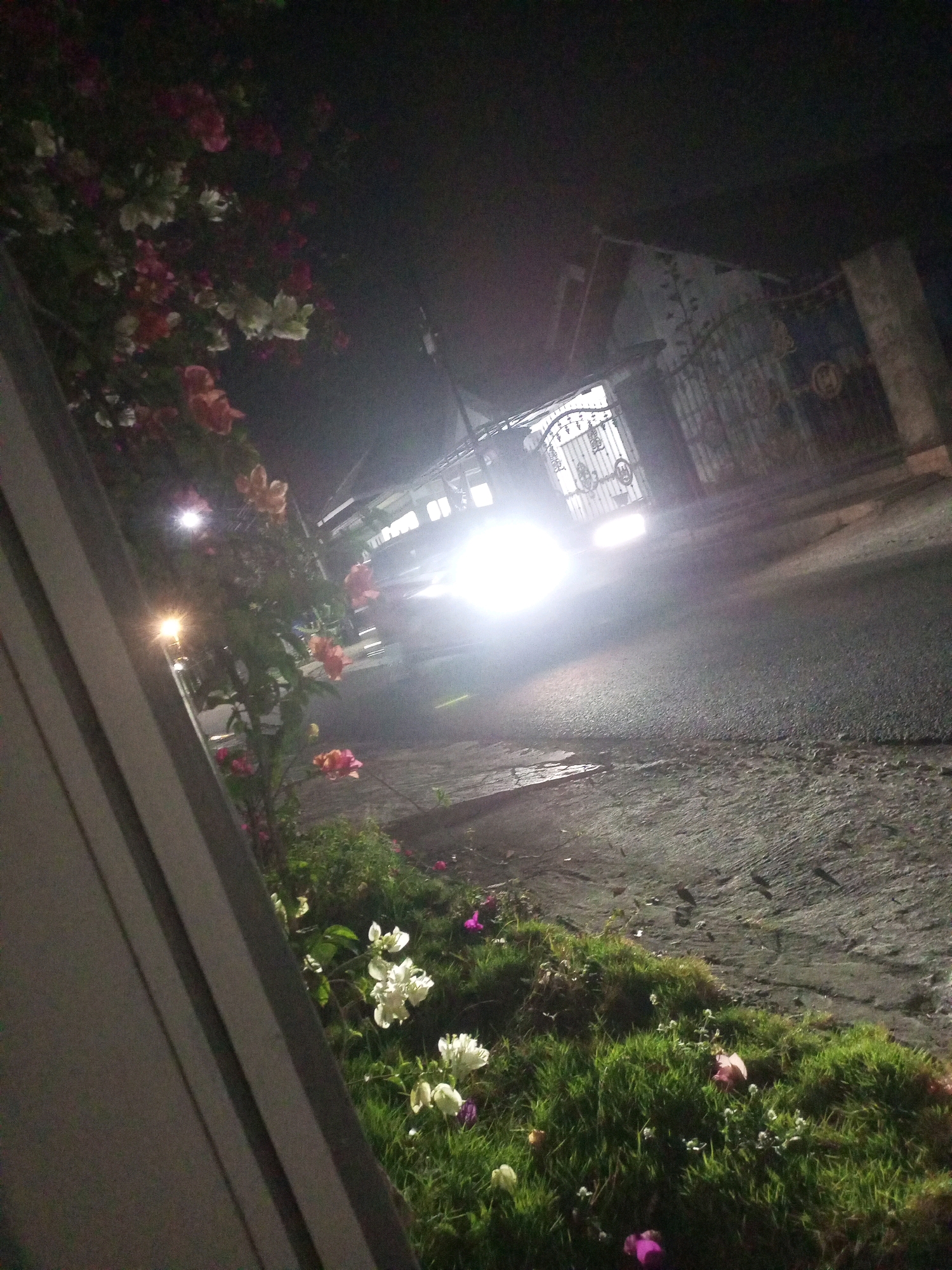 In the city of Ngasem, Indonesia, a dark night scene unfolds on a paved road. The headlights of an approaching vehicle cut through the darkness, illuminating a portion of the road and a nearby gate. A wall with a light-colored vertical element dominates the left foreground, partially obscuring a vibrant bougainvillea plant with pink and white flowers. The bougainvillea extends upwards and to the left. The road itself is wet, reflecting the light from the vehicle. To the right of the road, a patch of green grass is dotted with small white flowers and some fallen pink petals. A metal gate with an ornate design is visible in the background, partially obscured by the vehicle's light. The overall impression is one of a quiet residential street at night, with a hint of natural beauty from the flowering plant.