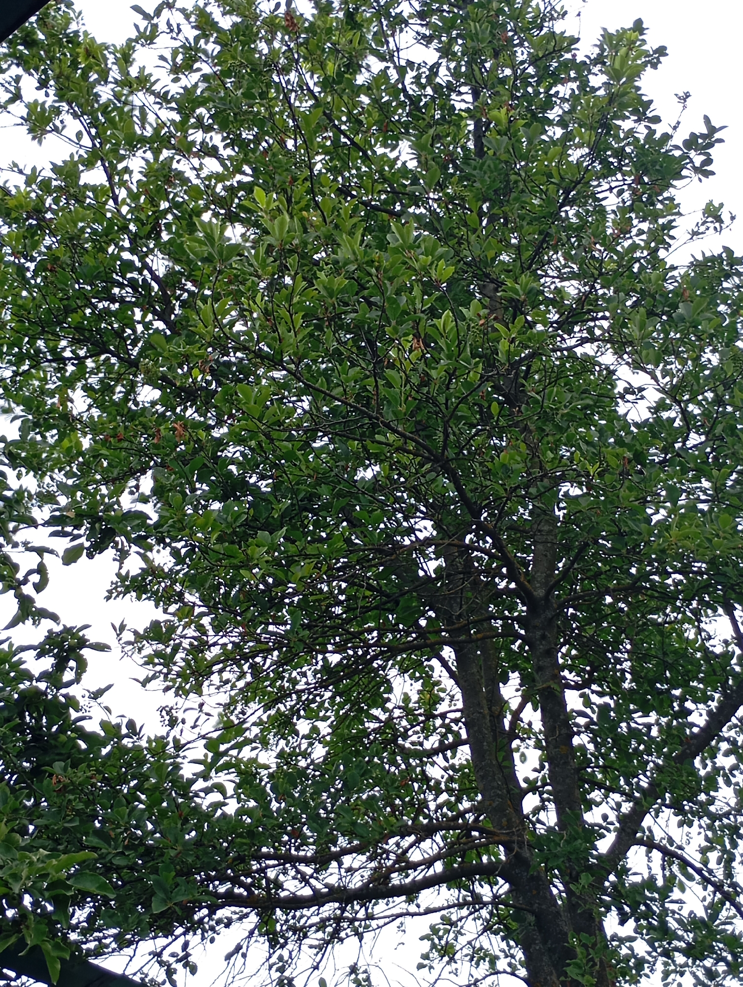 The image shows a dense, leafy tree canopy against a bright sky. The tree has a thick trunk with dark, rough bark, and many branches spread out, covered in numerous green leaves. Some of the leaves appear to be variegated, with lighter edges. The foliage is so thick that it obscures much of the sky, creating a dappled effect. The overall impression is of a mature tree in a natural or park-like setting. There are no people or obvious man-made structures visible in the immediate vicinity of the tree. The lighting suggests it is daytime, possibly overcast or late afternoon, given the soft light. The image does not provide specific indicators of its location within Krasnoarmeysk, Russia, beyond being an outdoor scene.