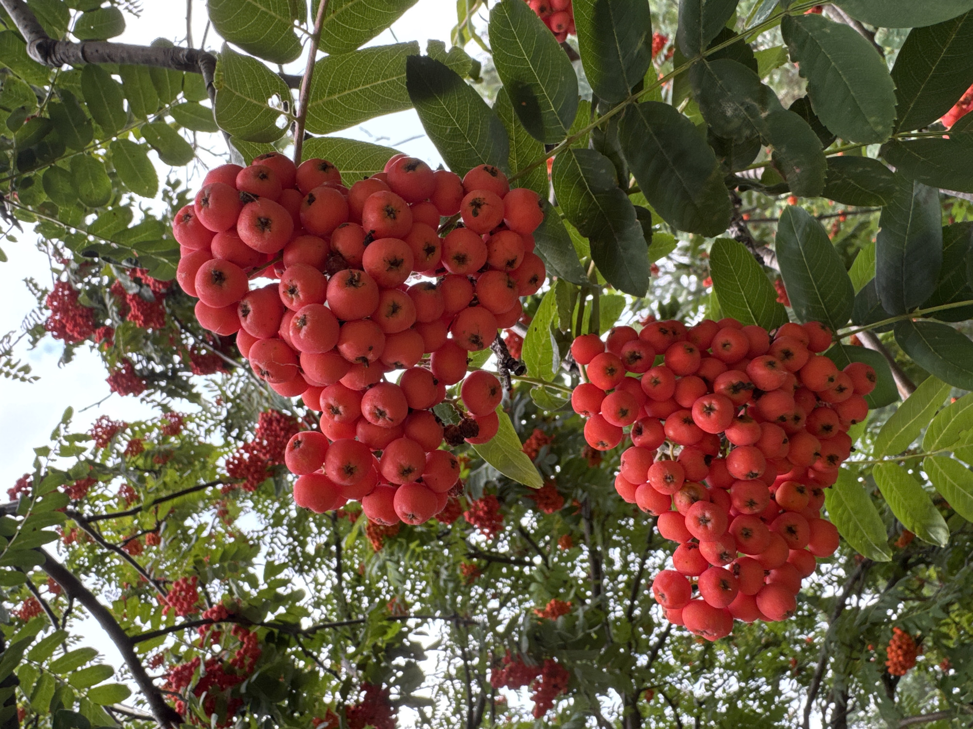 A close-up, eye-level shot captures several clusters of bright red berries hanging from the branches of a rowan tree. The berries are small, round, and clustered tightly together, with some individual berries showing a dark center. Lush green leaves with serrated edges are interspersed with the berries and branches. The background is filled with more blurred green foliage and branches, with a pale, overcast sky peeking through. The image appears to be taken outdoors in a natural setting, possibly a park or garden. The specific location in Ufa, Russia is not evident from the image itself.