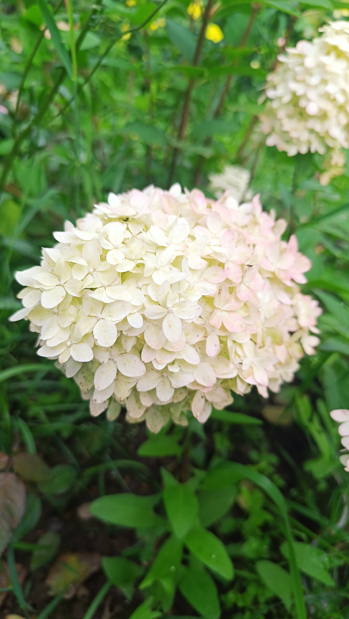 A close-up, eye-level shot captures a cluster of pale pink and white hydrangeas in full bloom. The flowers are densely packed, with individual petals clearly defined. The background is a blur of green foliage, with hints of yellow flowers visible further back. The lighting suggests it is daytime, possibly overcast, as there are no harsh shadows. The scene is set in a garden or natural outdoor environment, and while the image is detailed, there is no information within it to suggest a specific location in Karsha, Russia, or any activity or persons present.
