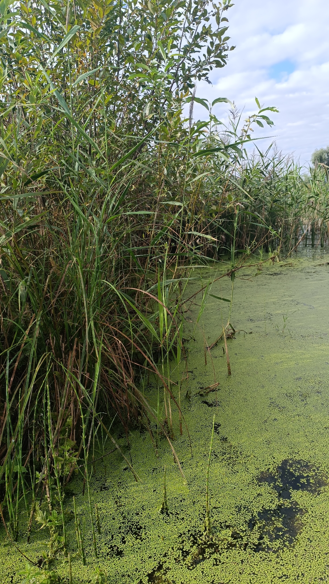 The image shows a swampy area with dense green vegetation on the left and a body of water covered in bright green duckweed on the right. Tall reeds and leafy plants dominate the foreground, with their stalks and leaves extending over the water. The water appears still and dark in places where the duckweed is less dense, revealing the murky bottom. The sky above is partly cloudy with patches of blue. The scene suggests a natural, untamed environment. There are no people or man-made objects visible in the image. The location is described as being in the city of Karsha, Russia, though this is not visually discernible from the image itself.