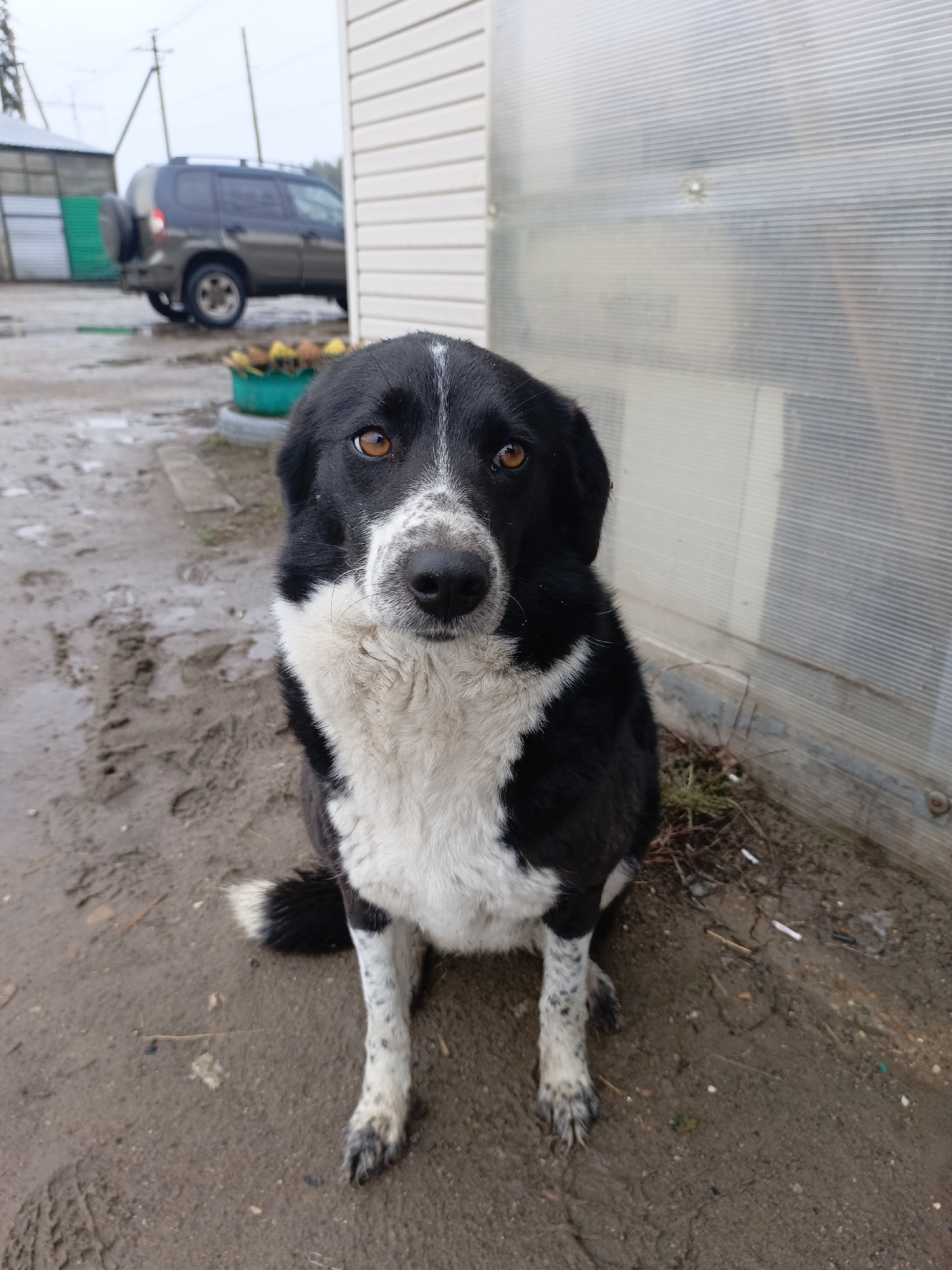 The image shows a medium-sized black and white dog sitting on the ground. The dog has amber eyes and a slightly muddy face. The ground is dirt or mud. Behind the dog is a building with light-colored siding and a translucent wall. In the background, there is a dark-colored SUV, a flower pot with yellow flowers, and other buildings. The location is Noviy, Russia. The weather appears overcast.
