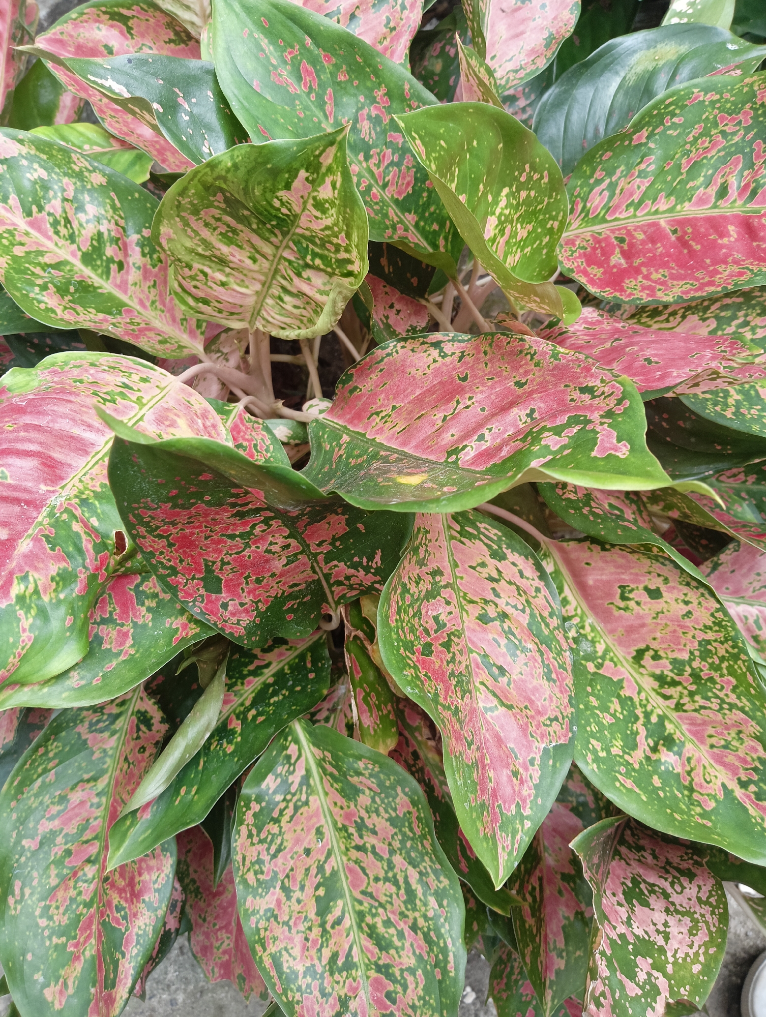 This is a close-up, overhead shot of a dense clump of Aglaonema, also known as Chinese Evergreen plants. The leaves are large and ovate, with a prominent central vein. The foliage displays a striking pattern of deep green interspersed with irregular patches of bright pink and lighter green mottling. The stems are pale pink. The plants are growing in what appears to be a garden or outdoor planting area. The background consists of a textured gray surface, possibly concrete or stone, and some darker soil or mulch. There are no people or animals visible in the image. The scene is static and focuses solely on the vibrant foliage of the plants. The location is identified as Rayeukpayaitek, Indonesia.