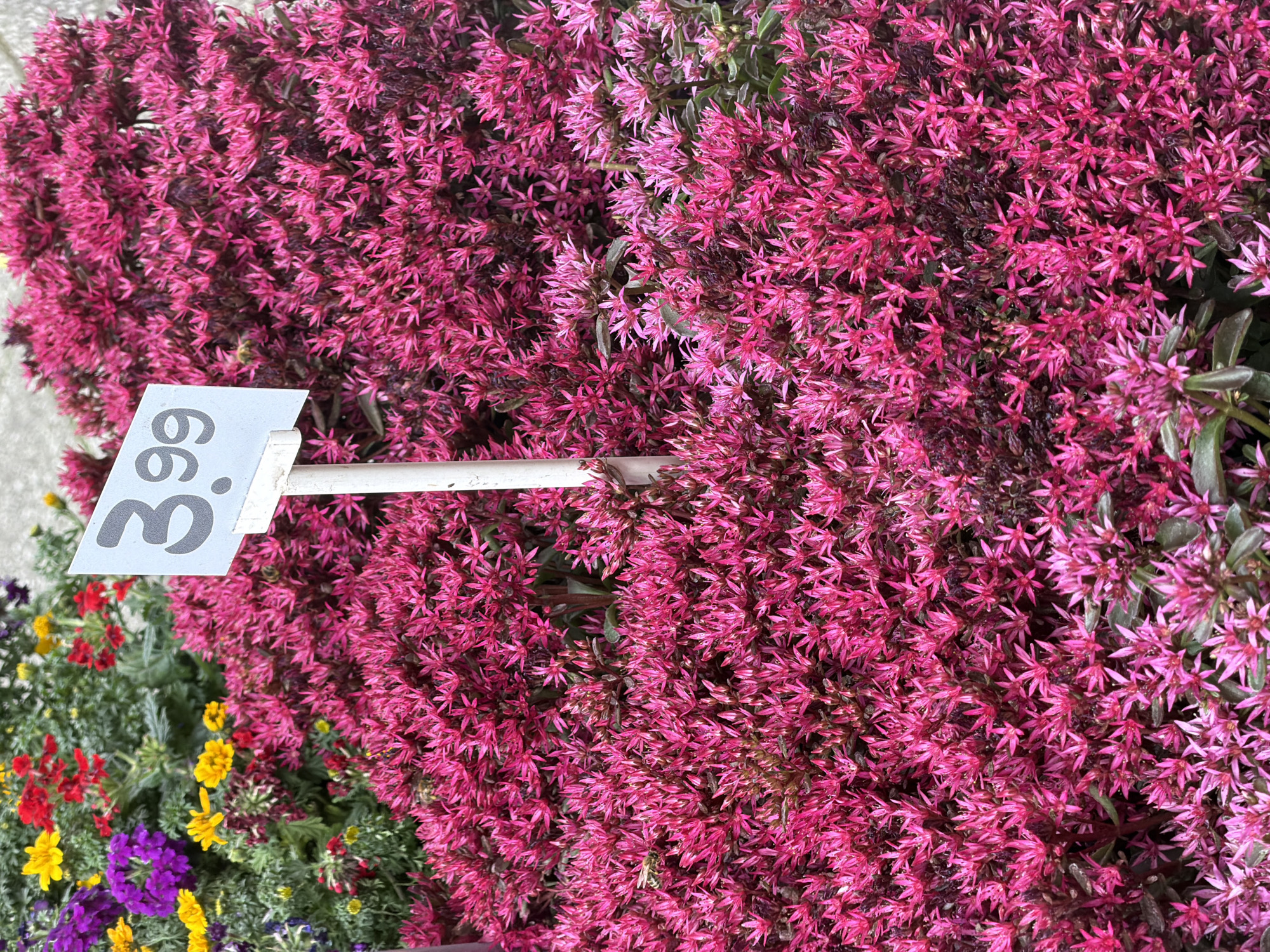 The image displays a close-up view of a dense cluster of small, pink flowers, likely sedum, covering the majority of the frame. The flowers have a star-like shape with pointed petals and are tightly packed together, creating a vibrant carpet of color. Interspersed among the pink flowers are darker, almost black foliage, providing a contrasting texture. In the lower left quadrant of the image, a variety of other flowers are visible, including red, yellow, and purple blossoms, along with green foliage.
A white price tag is affixed to a thin white stake that extends into the floral arrangement. The tag is angled and partially obscured by the flowers. Visible on the tag is the number "3.99" in dark gray text, with the "3" being the most prominent.
The overall impression is of a garden or a display of potted plants. The lighting suggests it could be daytime, with the bright colors of the flowers indicating good visibility. No people are present in the image. The scene appears to be focused on the natural beauty and abundance of the flowering plants, with the price tag indicating a retail context. The presence of multiple flower types suggests a diverse plant selection.