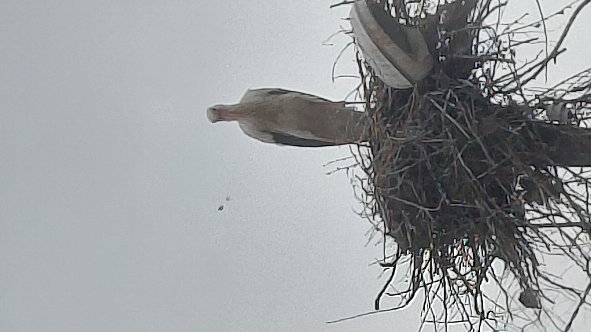 The image captures a large, light-colored bird, likely a stork, positioned horizontally in the frame. The bird has a long, pale neck and a reddish beak pointing to the left. Its body is mostly white or light gray with darker feathers visible on its wings. To the right of the bird, a large, intricate nest constructed from dark, interwoven branches and sticks is prominent. The nest appears to be situated on an elevated structure, viewed from a low angle against a uniform, overcast light gray sky. A few small, dark specks are faintly visible in the sky to the left of the bird's head. The scene depicts a bird at its nest during what appears to be a cloudy daytime. No human activity or visible text is present.