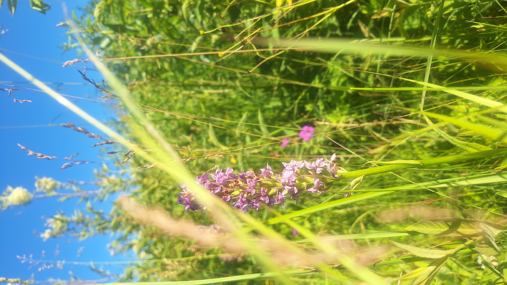 The image depicts a close-up view of purple wildflowers in a natural setting. The flowers are clustered on a stem and appear to be in bloom, with smaller buds at the top. The background is a lush green expanse of vegetation, suggesting a meadow or field. The sky is a vibrant blue, indicating a clear day. Several blades of grass and other plant stalks are in the foreground, some in sharp focus and others blurred, creating a sense of depth and framing the flowers. The lighting suggests it is daytime, likely sunny. There are no people or specific objects visible, only the natural elements of flora. The image evokes a feeling of peacefulness and the beauty of nature. The location context is Aviekste, Latvia. There is no visible text in the image.