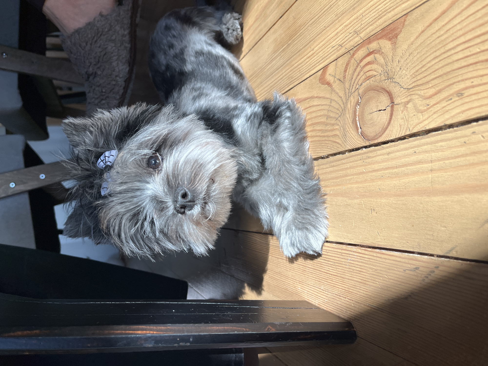 A small, grey and white dog is the central subject, lying on its side on a light-colored wooden floor. The dog, which appears to be a Schnauzer or similar terrier breed with shaggy fur, has a small, light-colored bow with a criss-cross pattern clipped into the fur above its left eye. It looks directly at the viewer with dark, attentive eyes.
The setting is indoors, with bright natural light, likely sunlight, illuminating a significant portion of the floor and casting distinct shadows from the dog and unseen objects. The floor is made of wooden planks featuring prominent grain patterns, knots, and small cracks.
To the left and in the background, dark wooden furniture, possibly a chair leg or table base, is visible. A fuzzy, dark brown or grey object, suggesting a person's sleeve or a slipper, is partially seen near the top left, indicating human presence nearby. The photograph is taken from an overhead perspective, with the image rotated so the floorboards run diagonally. The dog appears calm and observant. No text is visible in the media.
