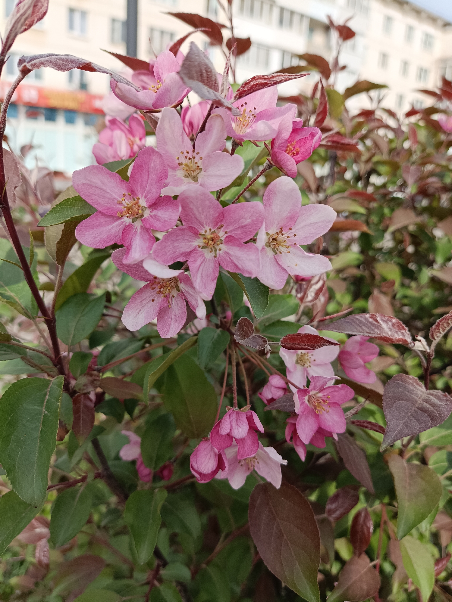 The image features a close-up view of a cluster of pink blossoms, likely crabapple flowers, with green and reddish-brown leaves. The blossoms are primarily in focus, with some buds still closed. The background includes out-of-focus greenery and the blurry facade of a building. The location is identified as Chaikovsky, Russia.