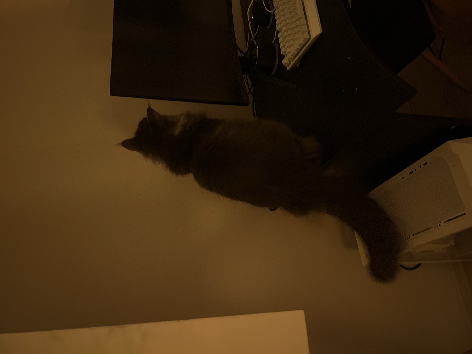 A cat is lying on a desk next to a monitor, keyboard, and computer tower. The location is not discernible from the image.