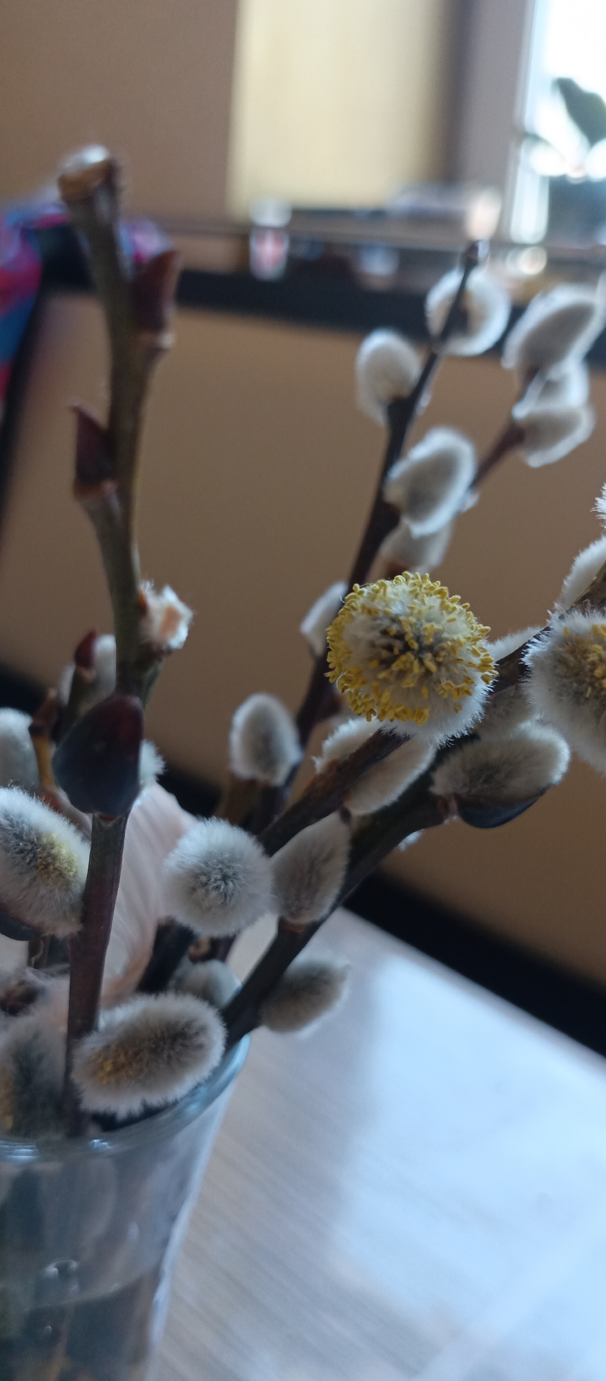 The image shows a close-up of pussy willow branches in a glass vase. The pussy willows have both soft, white catkins and one catkin that has flowered, showing its yellow pollen-covered stamens. The vase appears to be made of glass and contains water. The background is blurry, but includes what appears to be a window and a neutral-colored wall. The setting appears to be indoors, possibly a home. There is no information about the city of Unknown, Unknown.