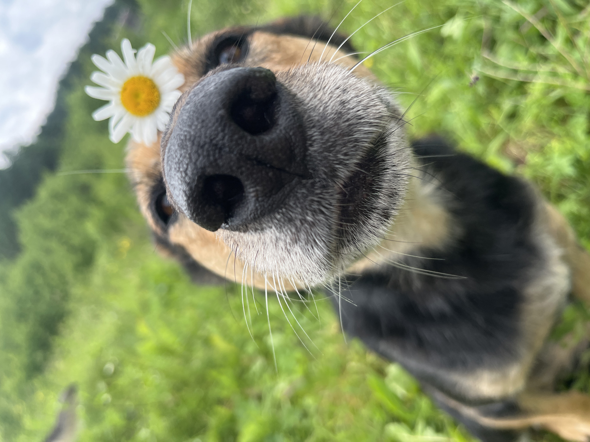A close-up, low-angle shot captures a dog's face with a daisy perched on its nose. The dog, with black and tan fur, is looking directly at the camera. Its large, wet, black nose fills the foreground, with long white whiskers extending outwards. The daisy has white petals and a bright yellow center. The background is a blur of green grass and foliage, suggesting an outdoor setting. The sky is overcast. The image is devoid of any specific landmarks or context to place it within Nizhny Tagil, Russia.
