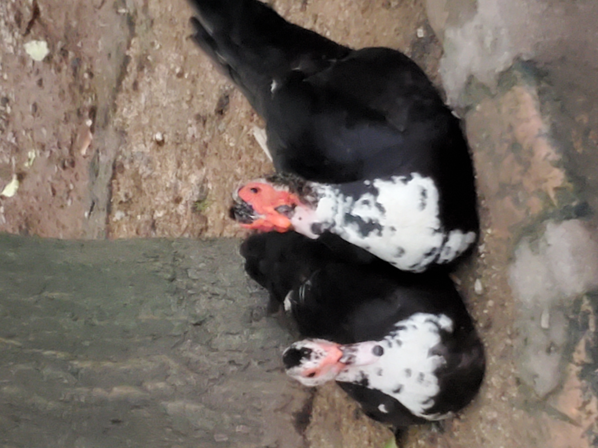 Two Muscovy ducks are resting on the ground in Mararaba, Nigeria. The ducks have black bodies and white heads with red wattles. The ground is dirt and stone, with a tree trunk visible on the left.