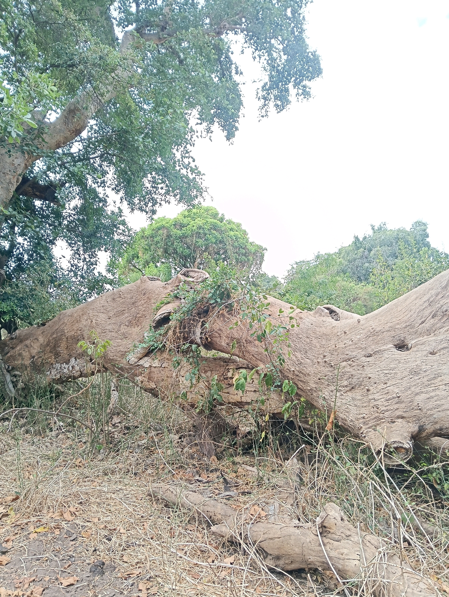 The image depicts a fallen tree trunk in a natural environment. The trunk is large and appears aged, with rough bark and a significant portion of it lying horizontally on the ground, possibly across a ditch or clearing. The surrounding vegetation consists of dry grasses, fallen leaves, and some green foliage, suggesting a dry season or arid region. In the background, there are trees and dense greenery, indicating a forested or wooded area. The sky is overcast or bright, with no distinct cloud formations visible. The scene is devoid of any human presence or activity. The location is identified as Mutitu/Kaliku Ward, Kenya.