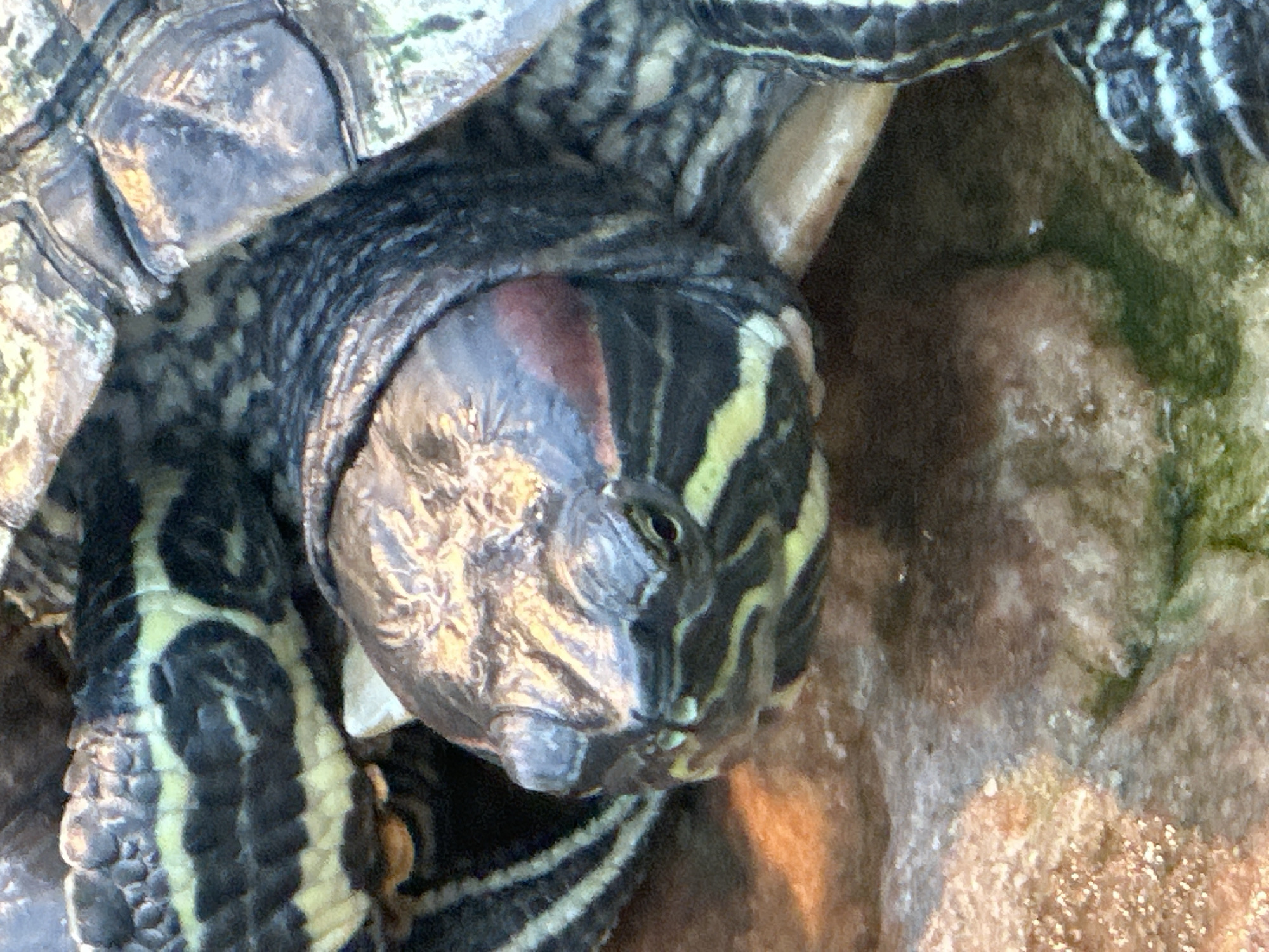 This is a close-up, overhead shot of a red-eared slider turtle. The turtle's head and part of its shell are visible. The turtle's head is textured with scales and has a prominent eye. There are distinct yellow and black stripes on its neck. The turtle is resting on a textured surface that appears to be rocks or substrate, possibly in an aquarium or natural habitat. The lighting suggests it might be daytime, as there is bright illumination. The overall scene is focused entirely on the turtle, with no other animals or prominent objects visible. The image is sharp, allowing for detailed observation of the turtle's skin and shell patterns. There is no visible text in the image.