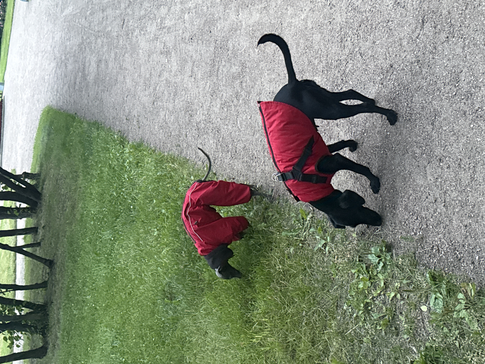 Two black dogs are outdoors on a gravel path next to a grassy area with trees in the background. The dog in the foreground is wearing a red jacket and is sniffing the ground. The dog in the background is wearing a full red snowsuit and is also sniffing the ground. The location is Vsevolozhsk, Russia.