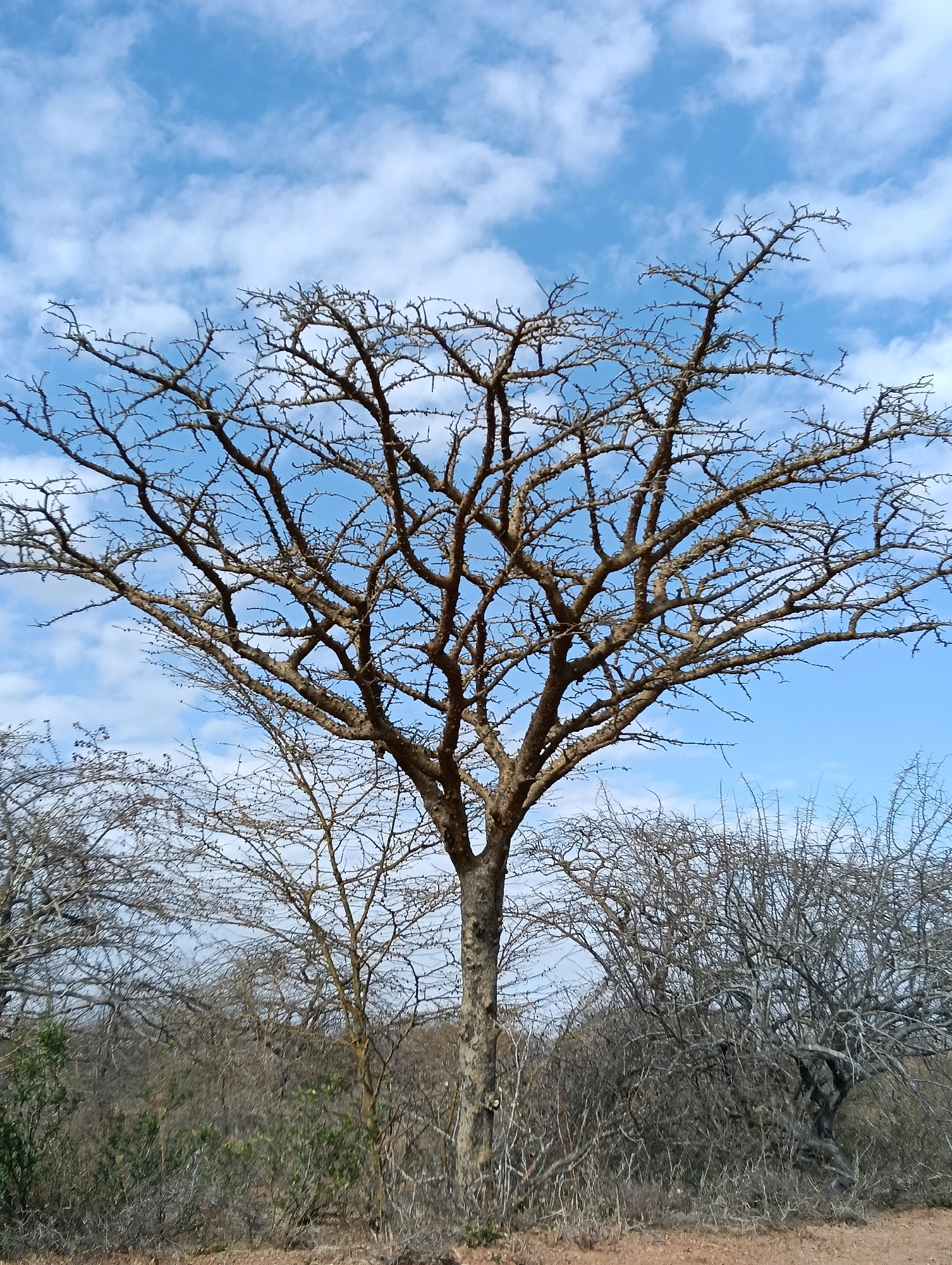 The image depicts a dry, savanna-like landscape in Mutitu/Kaliku Ward, Kenya, under a bright blue sky with scattered white clouds. A large, leafless tree with intricate, thorny branches dominates the foreground, its silhouette stark against the sky. The tree's trunk is thick and textured, with smaller branches fanning out to create a dense, natural canopy.
To the left and right of the main tree, other smaller, similarly bare trees and dense, thorny bushes are visible, indicating a dry season or arid environment. The ground is covered with dry grass, scattered leaves, and reddish-brown soil, suggesting a natural, undeveloped area. The overall impression is one of a rugged, sun-drenched wilderness. There are no people or animals visible in the scene.