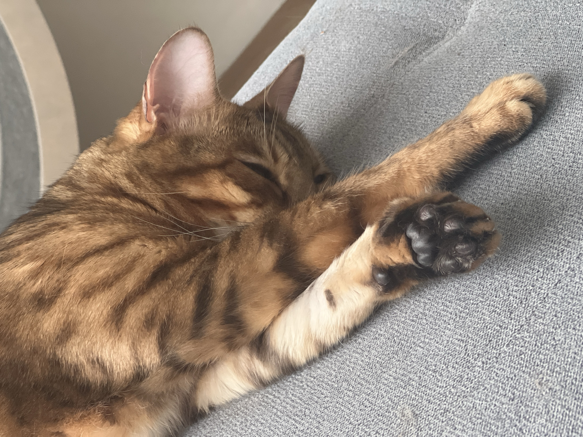 An adult Bengal cat with brown and black tabby markings is sleeping curled up on a gray textured fabric surface, likely a couch or chair. The cat's head is tucked under its body, obscuring its face, with one ear visible and the other folded back. Its front paws are crossed over its chest, with the paw pads of one paw clearly visible, showing dark, rounded pads. The cat's fur is short and sleek. The background is blurred, showing a light-colored surface, possibly furniture, and a hint of a wall. There is no indication of the location in Yekaterinburg, Russia.