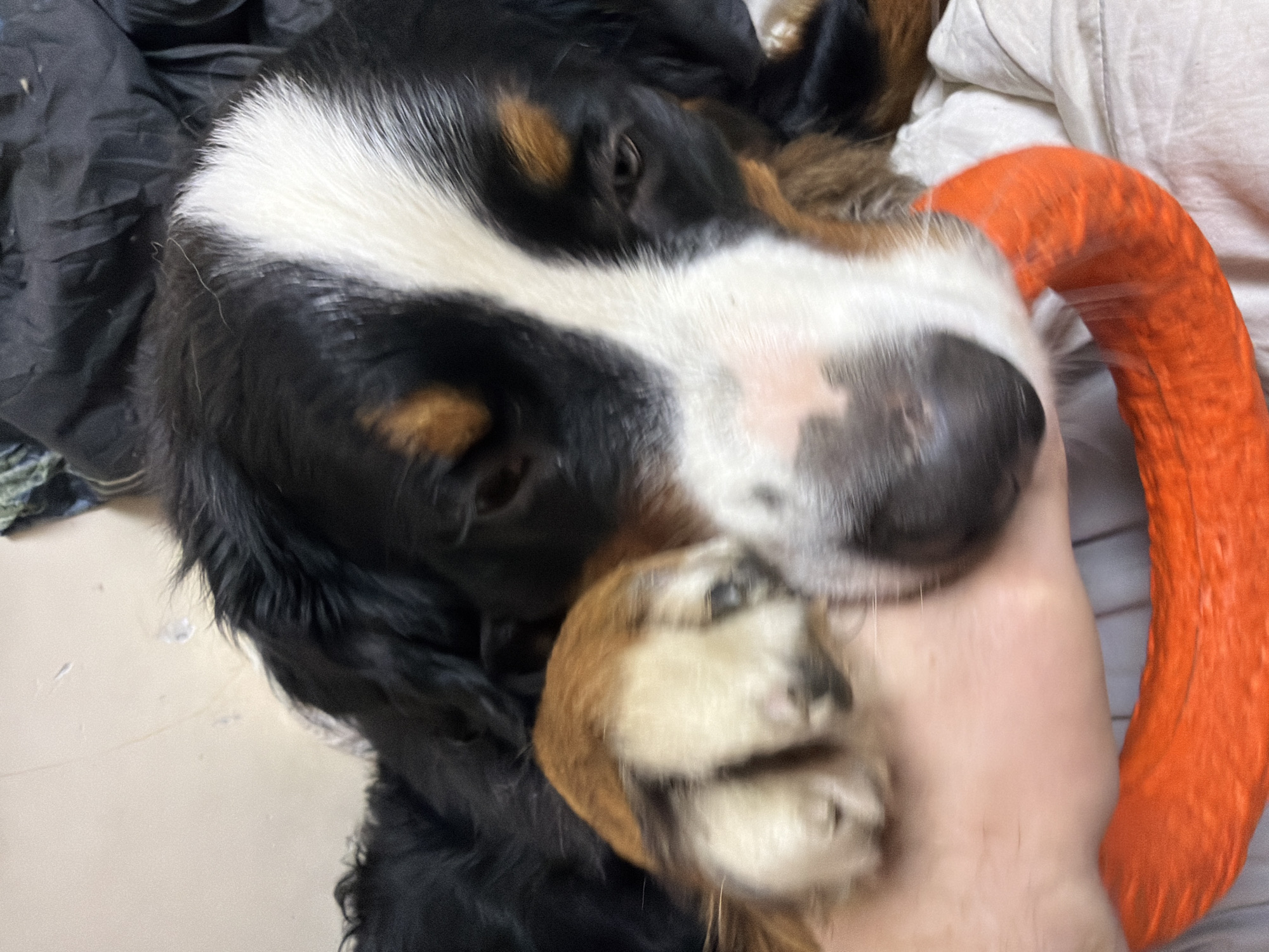 The image depicts a close-up, eye-level view of a Bernese Mountain Dog. The dog is lying down, with its head resting on a person's arm and an orange ring toy. The dog's fur is black, white, and tan, with characteristic markings on its face and chest. Its eyes are partially closed, suggesting it is relaxed or sleepy. The person's arm is visible, supporting the dog's head. The background consists of a light-colored surface, possibly bedding or furniture, and some dark fabric. The lighting is soft and natural. There is no discernible indication of the location being in the city of Чёрная, Russia.