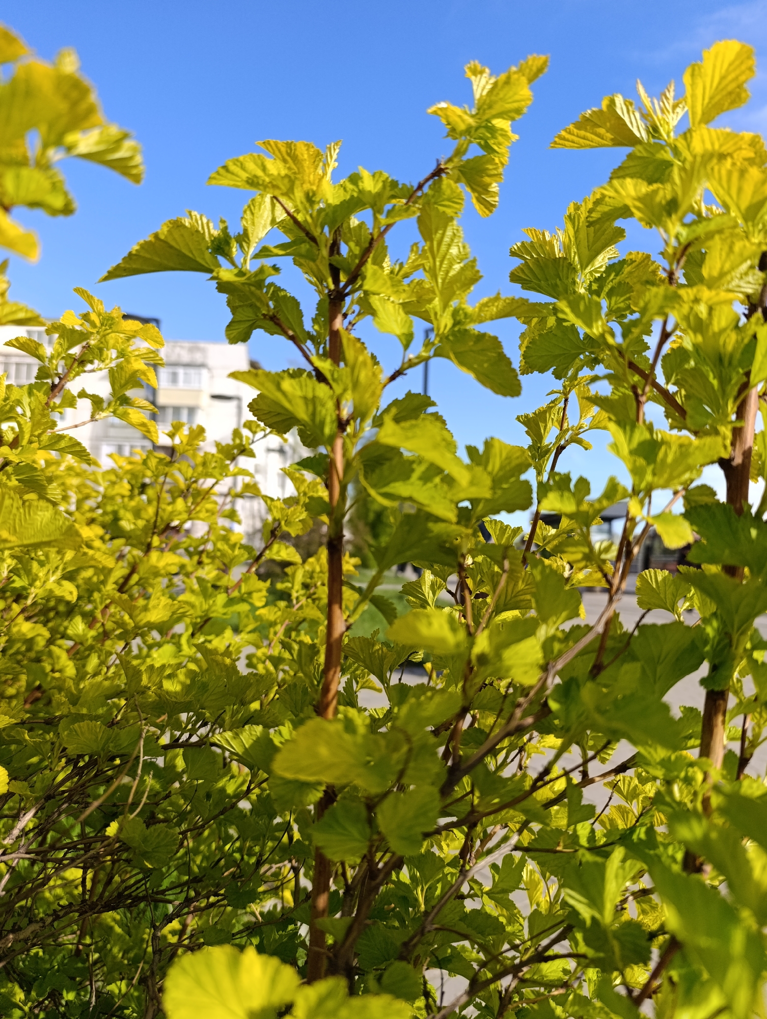 The image depicts a close-up view of a shrub with yellow-green leaves against a clear blue sky in Chaikovsky, Russia. In the background, a multi-story residential building with white walls and multiple windows is partially visible. The foreground is dominated by the foliage of the shrub, with brown stems and vibrant leaves. The image appears to be taken outdoors on a sunny day. A road is seen at the bottom of the image. In the far background, some indistinct objects are seen next to the road.