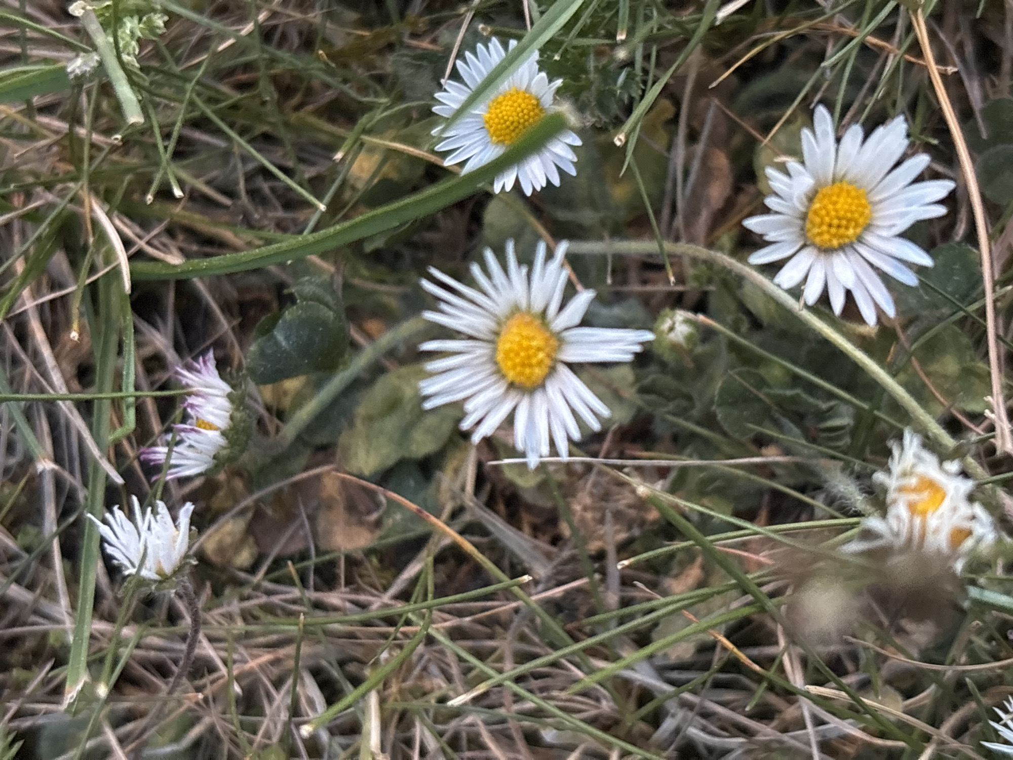 The image shows a close-up view of daisies growing in a grassy area. There are at least six daisies visible, some in full bloom and others in various stages of development. The petals are white, surrounding a yellow center. The daisies are growing among blades of grass and some dead leaves. The location appears to be outdoors, likely in a field or a park. No people or indications of human activity are visible. The lighting suggests either early morning or late afternoon. The scene is in Wiener Neustadt, Austria.
