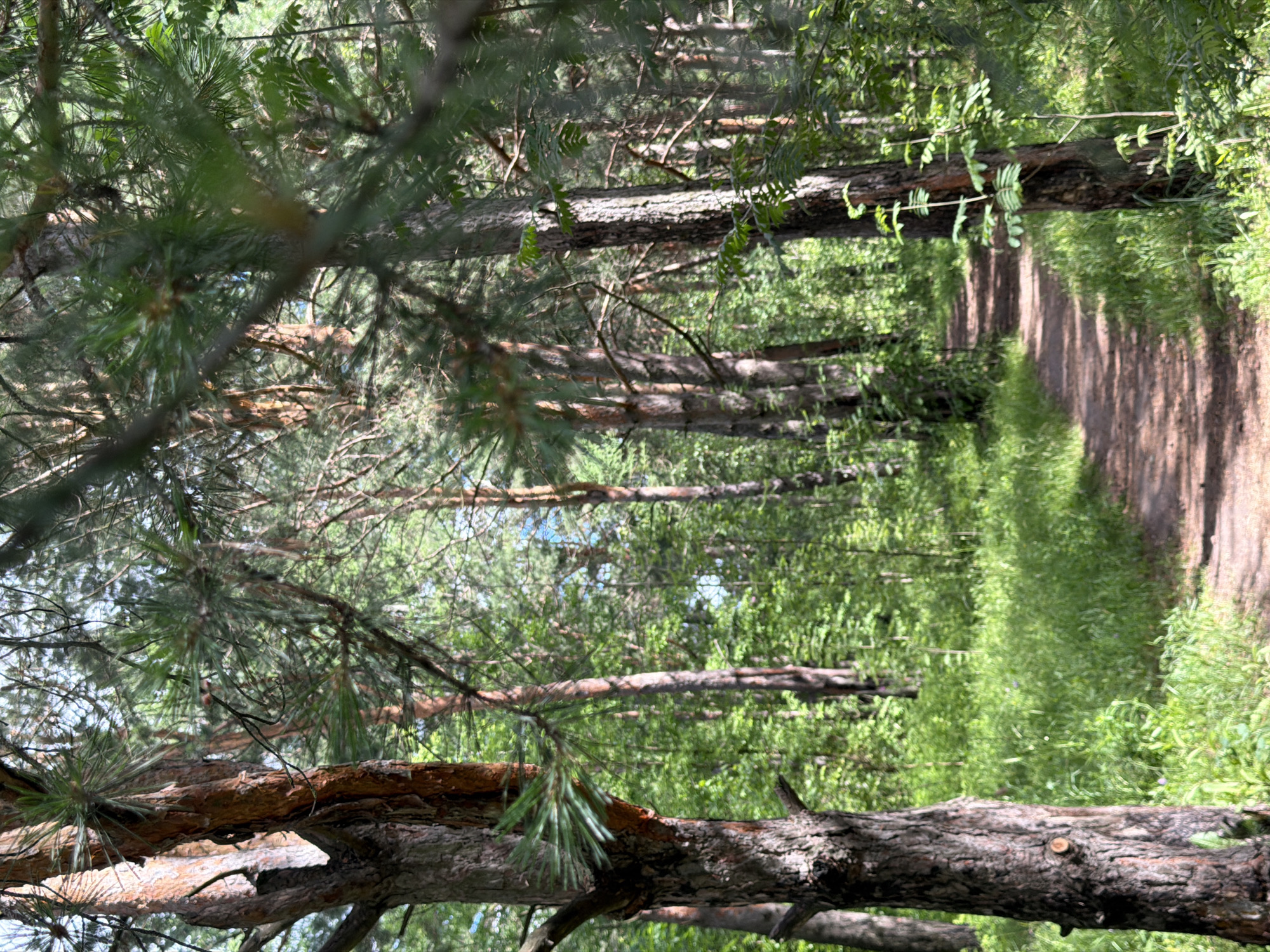 The image depicts a sun-dappled dirt path winding through a dense pine forest. The path is visible in the lower right quadrant, leading into the background where it disappears among the trees. Tall pine trees with rough, reddish-brown bark dominate the scene, their needles forming a canopy overhead, allowing shafts of sunlight to pierce through. Lush green undergrowth, including grass and smaller plants, lines the sides of the path. The overall impression is one of a tranquil, natural setting within a forest.
This image could be located in the pine forests surrounding Kazan, Russia, such as those found in the Vakhitovsky district or along the Volga River banks. These areas are known for their extensive pine woodlands which offer recreational opportunities like walking and hiking.