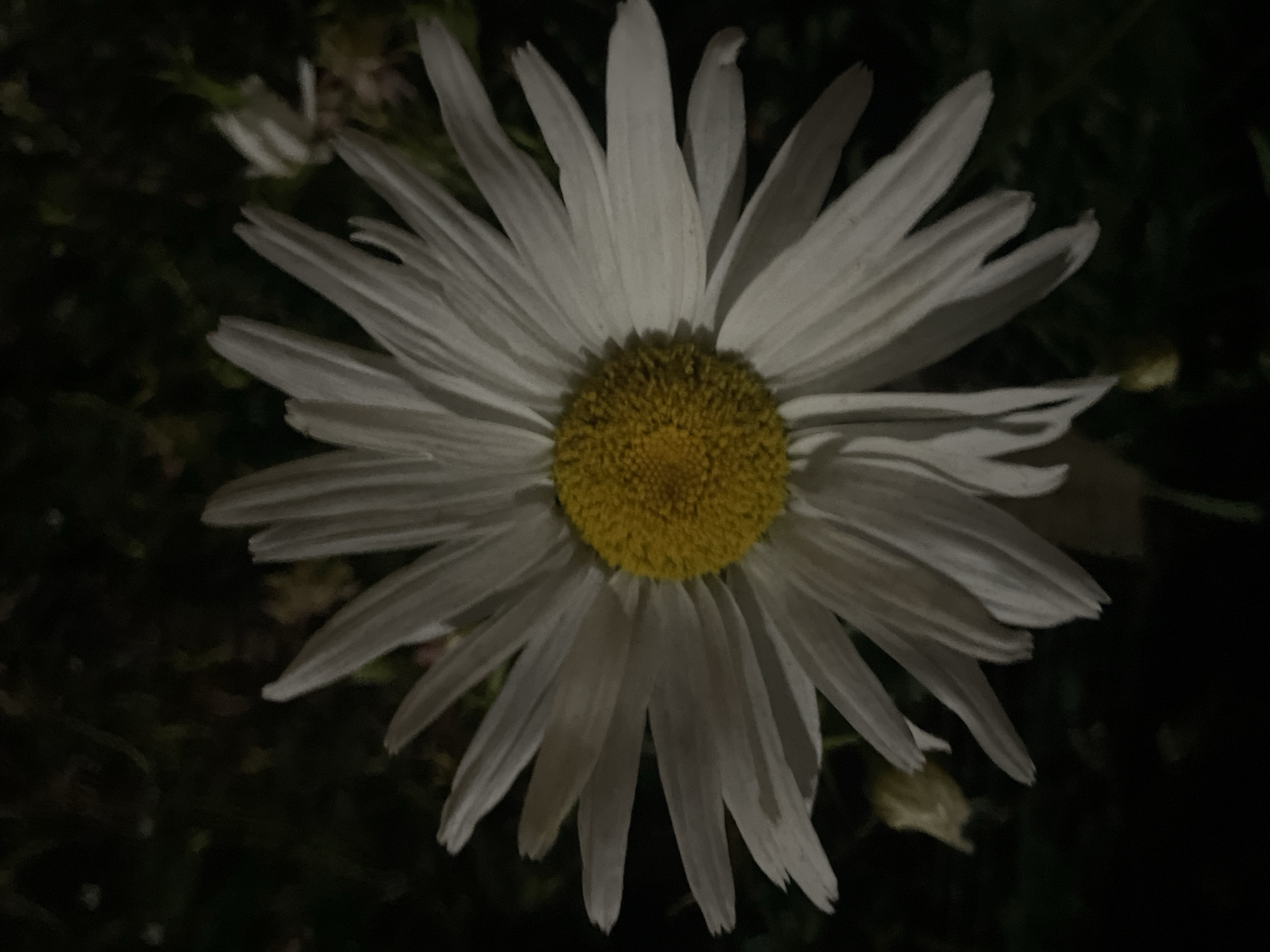 A close-up, nighttime photograph features a white daisy with a yellow center. The flower is positioned centrally in the frame, with its petals radiating outwards. The background is dark and out of focus, suggesting a natural outdoor setting. There is no indication of the city of Krasnogorsk, Russia, or any specific location within it. The image is devoid of people, actions, or interactions.