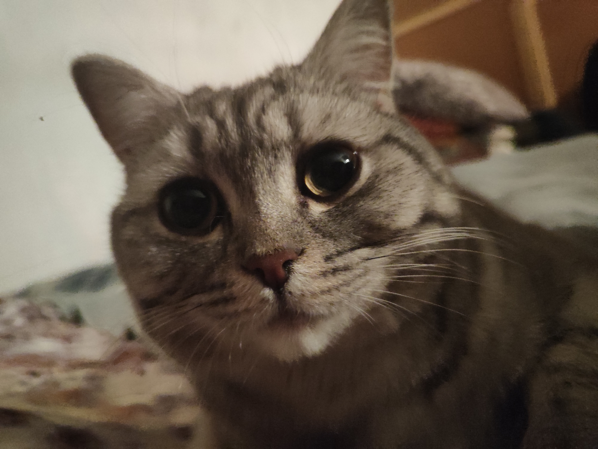 A close-up photograph shows a gray tabby cat. The cat has large, round eyes with dark pupils. Its nose is small and pink. The cat's fur is patterned with gray and black stripes. The background is blurred and out of focus, but appears to be a room. The location in the city is Unknown, Unknown.