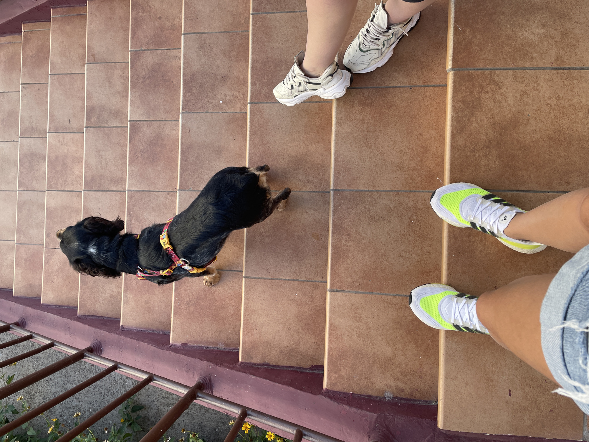 Two individuals, one positioned on a lower step and the other on a step above, are captured from a high-angle perspective on an outdoor staircase with tiled steps. The person on the lower step wears denim shorts and white athletic shoes with neon yellow accents. The person on the step above wears white athletic shoes. A black and tan dog, wearing a colorful harness, stands on a step between the two individuals, looking upwards. The staircase is flanked by a reddish-brown railing on the left, with some green foliage and yellow flowers visible behind it. The overall environment appears to be an outdoor setting.