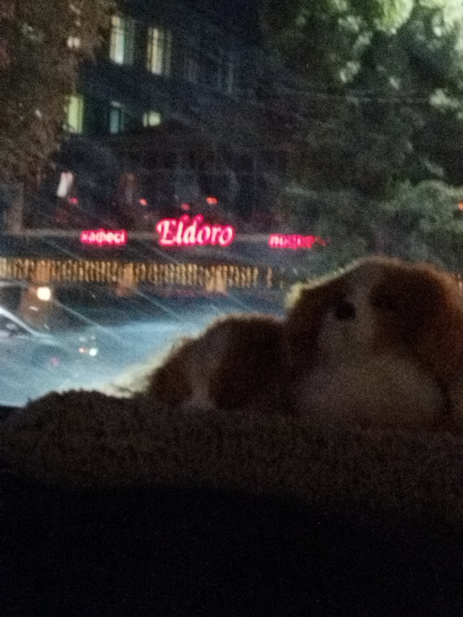 In the city of Shymkent, Kazakhstan, at night, an out-of-focus image shows a building facade with illuminated windows. Below the building, a neon sign reads "Eldoro" in pink lettering, with what appears to be another word to its left. A blurred, light-colored, furry subject, possibly an animal, is visible in the foreground. The scene is dark, with reflections on a wet surface in the mid-ground, suggesting a road or pathway.