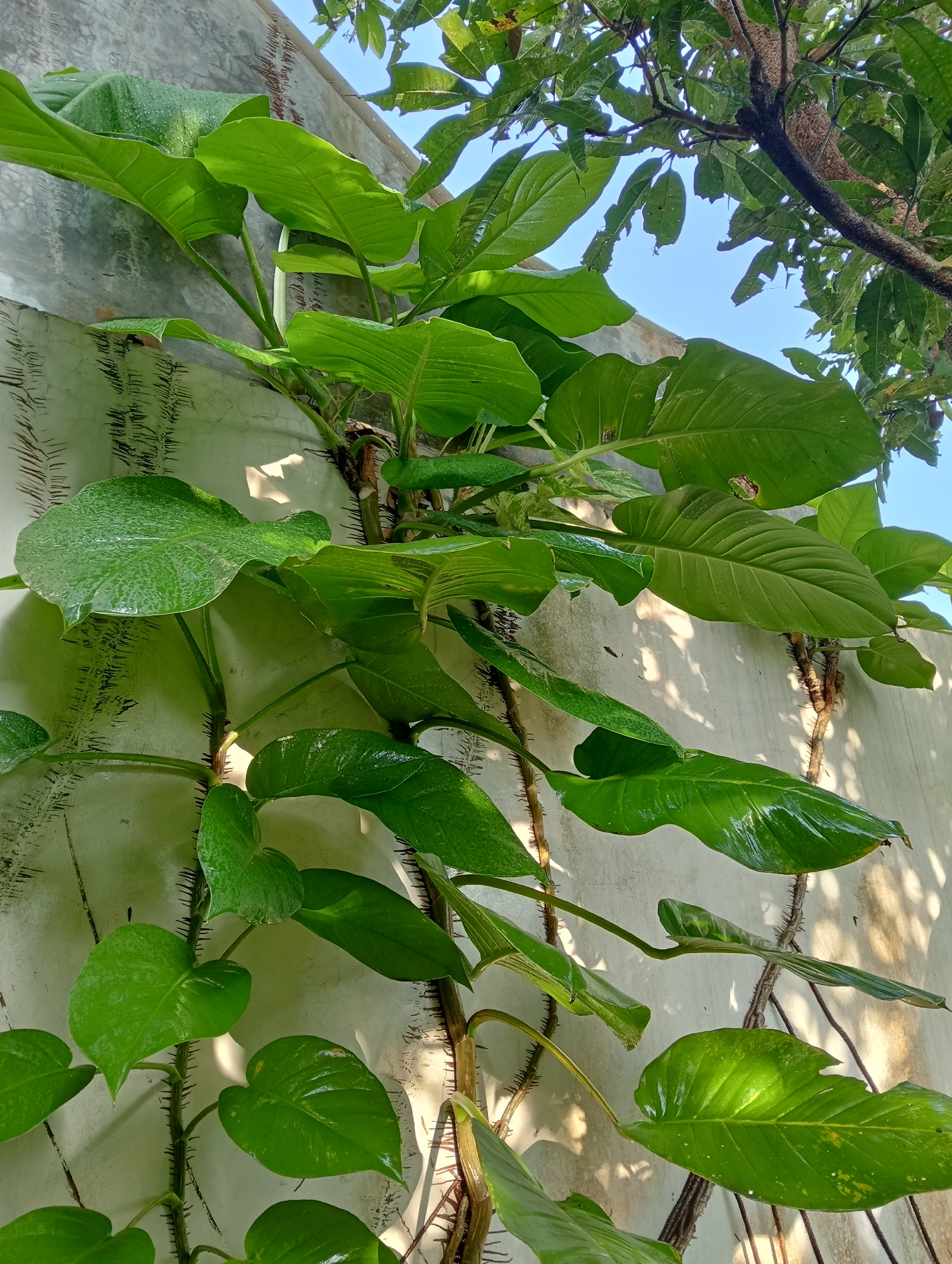 In Ngaglik, Indonesia, a vine with large, glossy green leaves climbs a textured, off-white wall. The vine's stems are covered in sharp, brown prickles. Sunlight casts dappled shadows on the wall, and the clear blue sky is visible in the upper right corner, framed by the branches of a nearby tree.