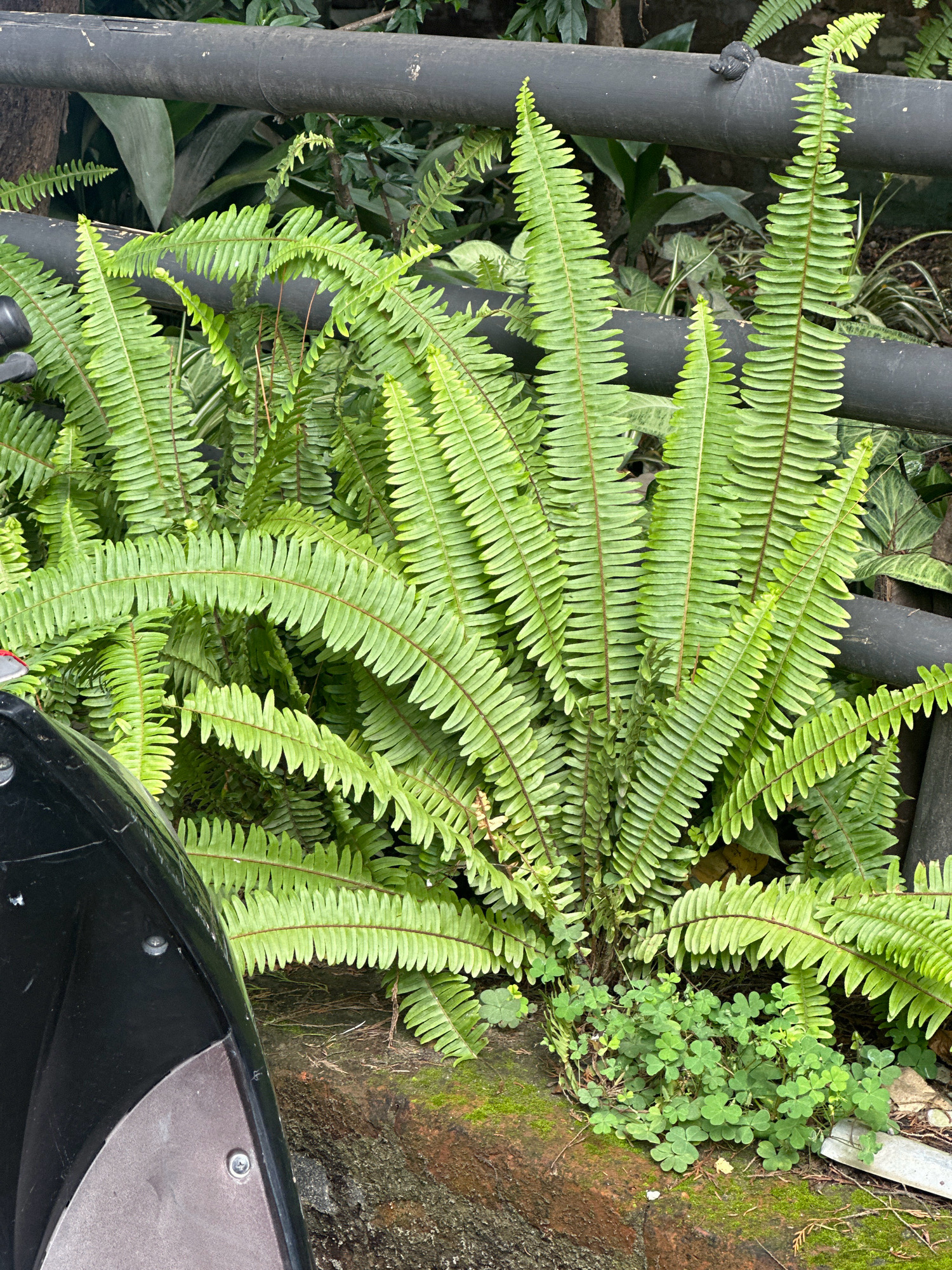 In Lalitpur, Nepal, a dense cluster of vibrant green ferns dominates the foreground of this outdoor scene. The ferns, with their long, frond-like leaves, are lush and well-hydrated, some reaching upwards and outwards from their base. Interspersed at the bottom of the fern cluster are smaller, clover-like plants with three heart-shaped leaves. Behind the ferns, a dark, cylindrical railing or pipe runs horizontally across the frame, partially obscuring a background of more foliage, suggesting a natural or cultivated green space. A portion of a dark, curved object, possibly part of a vehicle or piece of equipment, is visible in the lower left corner of the image. The ground beneath the plants appears to be a mix of soil, moss, and possibly some reddish-brown rock or brick.