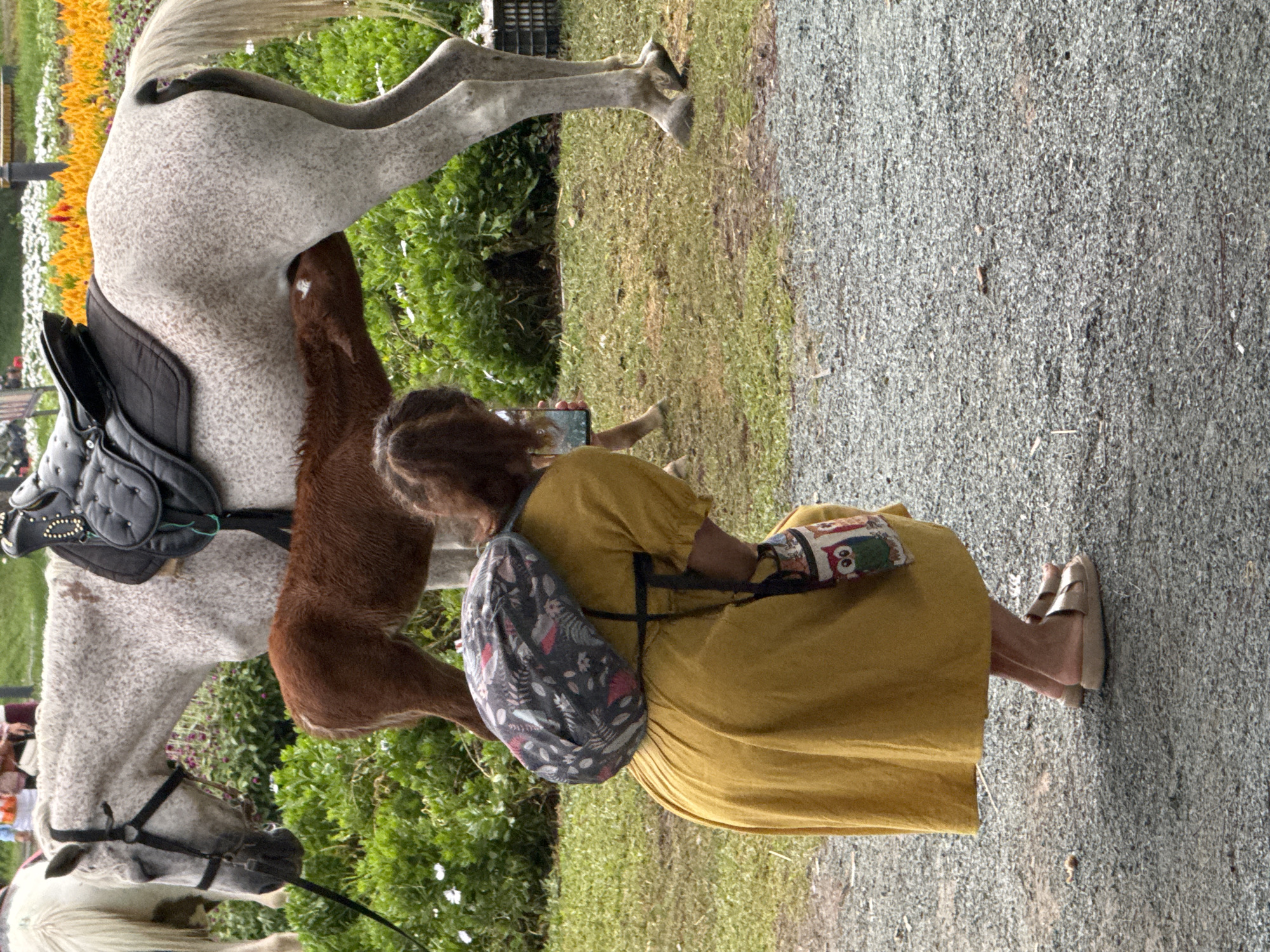 The image depicts a serene scene at the Da Lat Flower Park in Vietnam. A dappled gray horse, equipped with a black saddle, stands in a field of green grass and scattered white flowers. A small, brown foal nurses from the mare, its head tucked underneath her. In the foreground, a woman, wearing a long, yellow dress and a backpack with a floral pattern, kneels down, her attention focused on the horses. She is barefoot, wearing light-colored sandals. Her other hand holds a smartphone, suggesting she might be taking a picture or video of the horses. The background is filled with vibrant orange and yellow flowers, creating a picturesque backdrop. The ground is covered in gravel.