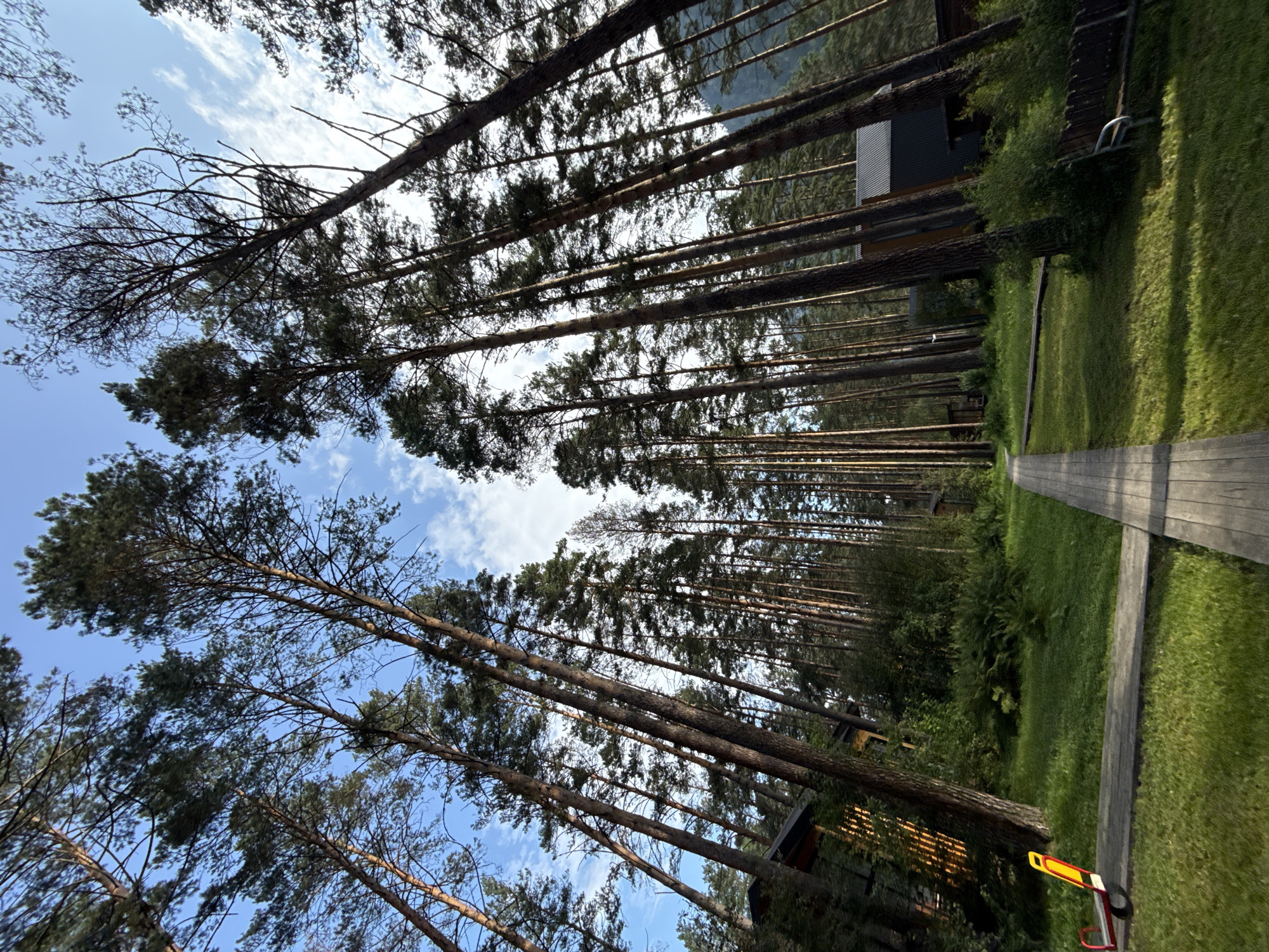The image depicts a pathway through a tall pine forest. The pathway, constructed of wooden planks, runs from the foreground into the distance, flanked by lush green grass and dense vegetation. Several buildings, appearing to be cabins or lodges, are visible nestled among the trees. Sunlight filters through the dense canopy, casting dappled shadows on the ground. In the foreground, a children's seesaw is situated on the grass to the left of the pathway. The sky above is a clear blue, with scattered white clouds. The scene suggests a tranquil, natural setting, possibly a recreational area or resort within a forested region.