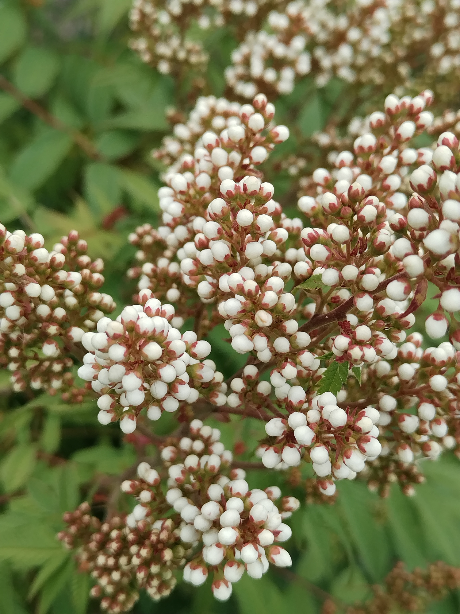 The image shows a close-up, outdoor, eye-level shot of a cluster of small white flower buds with reddish-brown tips. The buds are tightly packed together on thin stems, forming large, frothy inflorescences. The background consists of blurred green foliage, suggesting a natural, garden, or park setting. The lighting appears to be natural daylight, casting soft shadows. There are no people or animals visible in the image. The location is identified as the village of Akberdino, Russia.