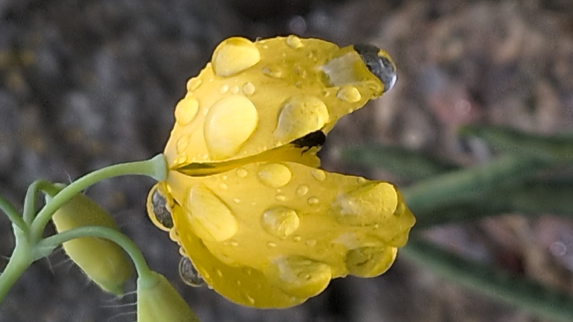 A close-up, vertical shot shows a yellow flower with dew drops. The flower is bent downward, with its petals covered in numerous, clear water droplets of varying sizes. Some droplets reflect light, appearing bright white and spherical. A small, dark insect is partially visible on one of the petals, near the center of the flower. The flower's stem and a few unopened buds, also yellow, are visible above and to the left. The background is a dark, out-of-focus textured surface, possibly soil or pavement. The image was taken in Rastenberg, Germany.